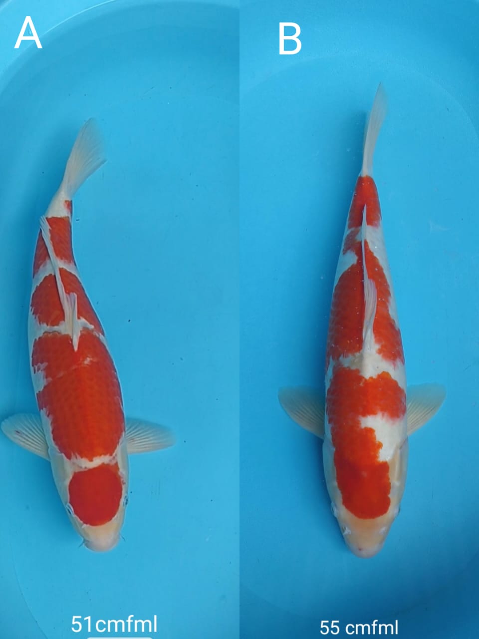 Lelang Koi Online, Jual Beli Ikan Koi, Pasar Koi Terbaik, Agen Lelang Koi, Penawaran Koi Berkualitas, Harga Jual Koi, Lelang Ikan Koi Import, Beli Koi Online, Jual Koi Murah, Koi Showroom, Penjual Koi Terpercaya, Lelang Koi Jakarta, Jual Koi Lokal, Koi Kualitas Unggul, Harga Terbaik Koi, Jual Koi Indukan, Lelang Ikan Hias Koi, Pasar Koi Indonesia, Beli Koi Berkualitas Tinggi, Koi Farm Terbesar, Jual Beli Koi Impor, Lelang Ikan Koi Kualitas Premium, Daftar Harga Koi Terbaru, Pusat Jual Beli Koi, Info Lelang Koi Hari Ini.
