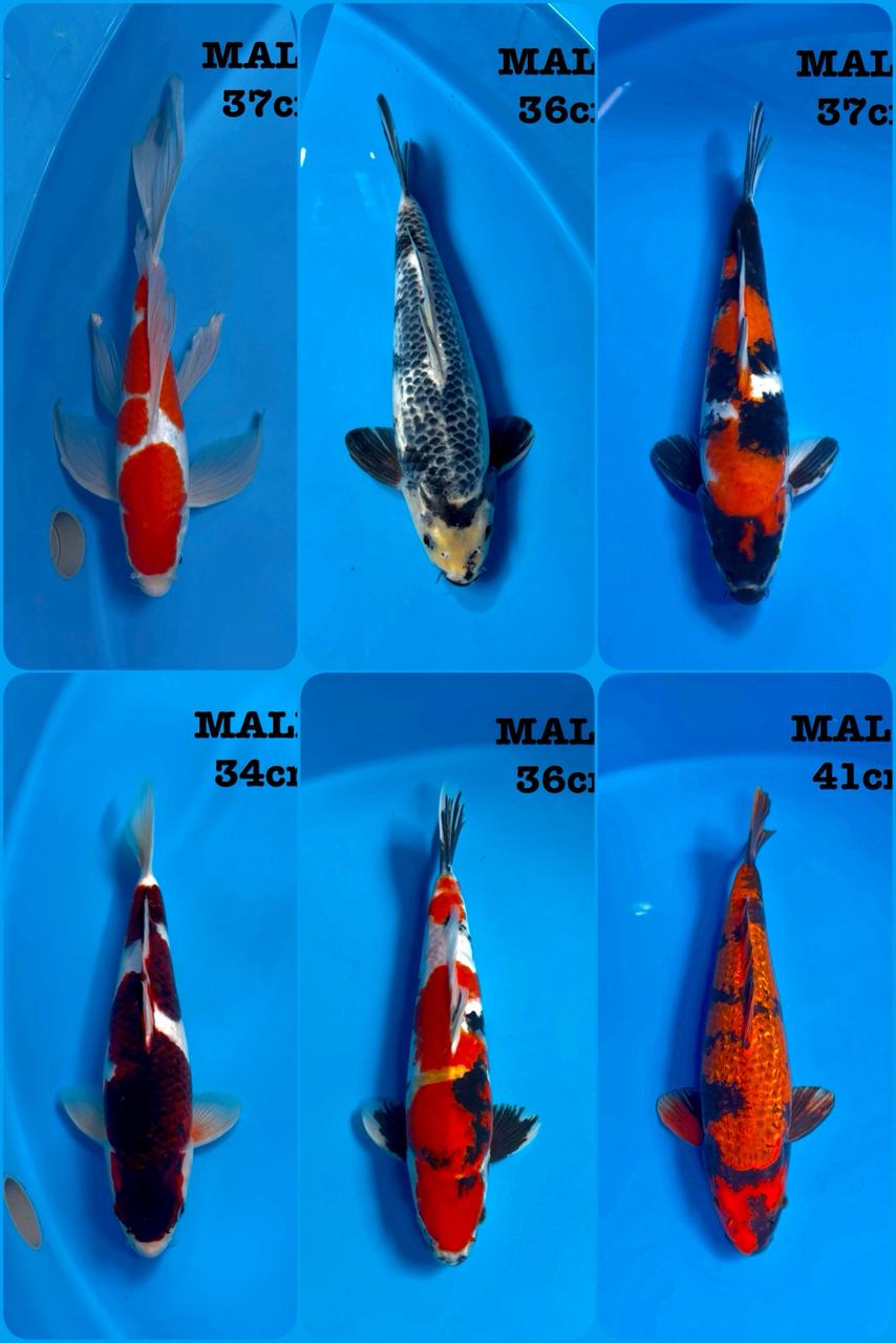 Lelang Koi Online, Jual Beli Ikan Koi, Pasar Koi Terbaik, Agen Lelang Koi, Penawaran Koi Berkualitas, Harga Jual Koi, Lelang Ikan Koi Import, Beli Koi Online, Jual Koi Murah, Koi Showroom, Penjual Koi Terpercaya, Lelang Koi Jakarta, Jual Koi Lokal, Koi Kualitas Unggul, Harga Terbaik Koi, Jual Koi Indukan, Lelang Ikan Hias Koi, Pasar Koi Indonesia, Beli Koi Berkualitas Tinggi, Koi Farm Terbesar, Jual Beli Koi Impor, Lelang Ikan Koi Kualitas Premium, Daftar Harga Koi Terbaru, Pusat Jual Beli Koi, Info Lelang Koi Hari Ini.