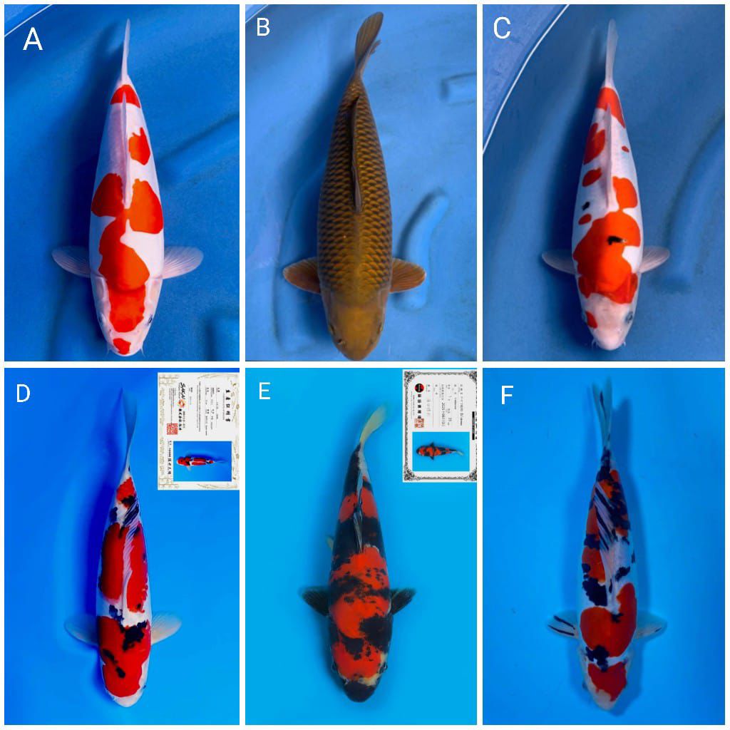 Lelang Koi Online, Jual Beli Ikan Koi, Pasar Koi Terbaik, Agen Lelang Koi, Penawaran Koi Berkualitas, Harga Jual Koi, Lelang Ikan Koi Import, Beli Koi Online, Jual Koi Murah, Koi Showroom, Penjual Koi Terpercaya, Lelang Koi Jakarta, Jual Koi Lokal, Koi Kualitas Unggul, Harga Terbaik Koi, Jual Koi Indukan, Lelang Ikan Hias Koi, Pasar Koi Indonesia, Beli Koi Berkualitas Tinggi, Koi Farm Terbesar, Jual Beli Koi Impor, Lelang Ikan Koi Kualitas Premium, Daftar Harga Koi Terbaru, Pusat Jual Beli Koi, Info Lelang Koi Hari Ini.