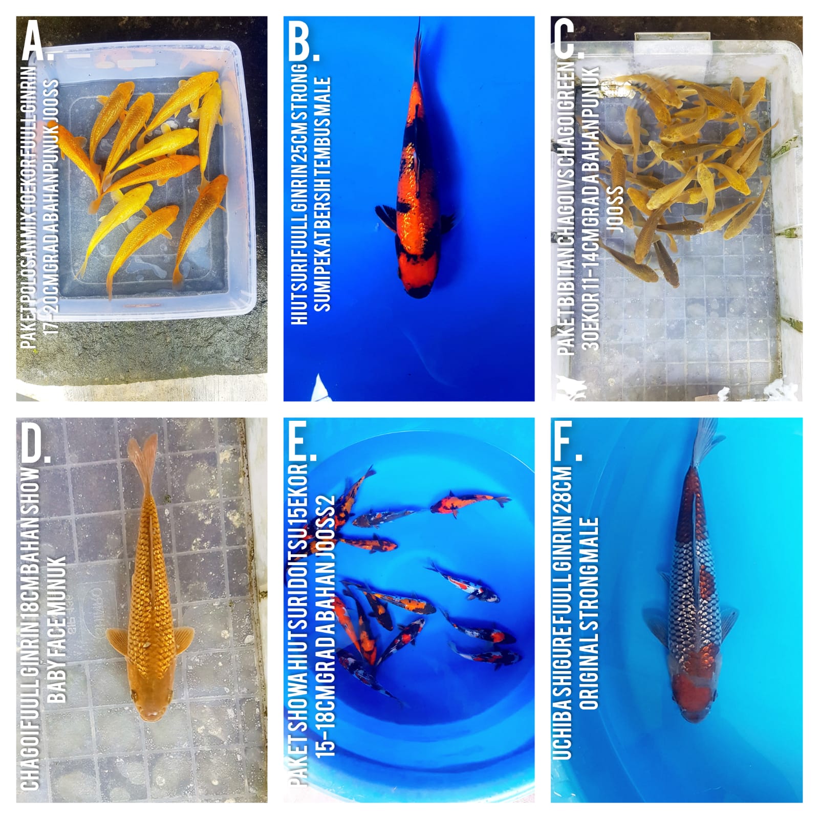 Lelang Koi Online, Jual Beli Ikan Koi, Pasar Koi Terbaik, Agen Lelang Koi, Penawaran Koi Berkualitas, Harga Jual Koi, Lelang Ikan Koi Import, Beli Koi Online, Jual Koi Murah, Koi Showroom, Penjual Koi Terpercaya, Lelang Koi Jakarta, Jual Koi Lokal, Koi Kualitas Unggul, Harga Terbaik Koi, Jual Koi Indukan, Lelang Ikan Hias Koi, Pasar Koi Indonesia, Beli Koi Berkualitas Tinggi, Koi Farm Terbesar, Jual Beli Koi Impor, Lelang Ikan Koi Kualitas Premium, Daftar Harga Koi Terbaru, Pusat Jual Beli Koi, Info Lelang Koi Hari Ini.