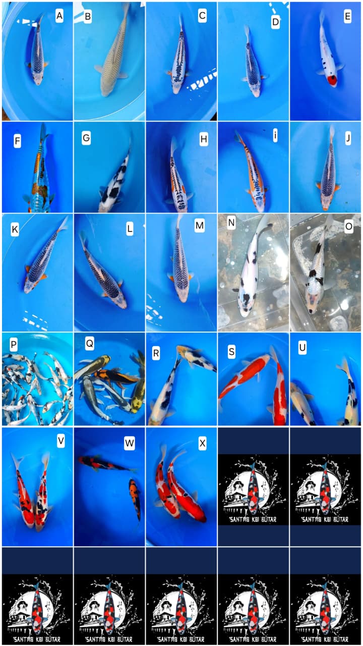 Lelang Koi Online, Jual Beli Ikan Koi, Pasar Koi Terbaik, Agen Lelang Koi, Penawaran Koi Berkualitas, Harga Jual Koi, Lelang Ikan Koi Import, Beli Koi Online, Jual Koi Murah, Koi Showroom, Penjual Koi Terpercaya, Lelang Koi Jakarta, Jual Koi Lokal, Koi Kualitas Unggul, Harga Terbaik Koi, Jual Koi Indukan, Lelang Ikan Hias Koi, Pasar Koi Indonesia, Beli Koi Berkualitas Tinggi, Koi Farm Terbesar, Jual Beli Koi Impor, Lelang Ikan Koi Kualitas Premium, Daftar Harga Koi Terbaru, Pusat Jual Beli Koi, Info Lelang Koi Hari Ini.