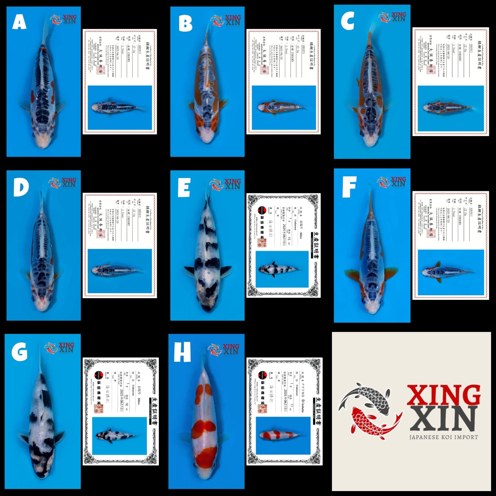 Lelang Koi Online, Jual Beli Ikan Koi, Pasar Koi Terbaik, Agen Lelang Koi, Penawaran Koi Berkualitas, Harga Jual Koi, Lelang Ikan Koi Import, Beli Koi Online, Jual Koi Murah, Koi Showroom, Penjual Koi Terpercaya, Lelang Koi Jakarta, Jual Koi Lokal, Koi Kualitas Unggul, Harga Terbaik Koi, Jual Koi Indukan, Lelang Ikan Hias Koi, Pasar Koi Indonesia, Beli Koi Berkualitas Tinggi, Koi Farm Terbesar, Jual Beli Koi Impor, Lelang Ikan Koi Kualitas Premium, Daftar Harga Koi Terbaru, Pusat Jual Beli Koi, Info Lelang Koi Hari Ini.