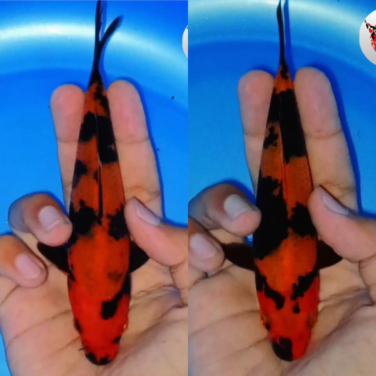 Lelang Koi Online, Jual Beli Ikan Koi, Pasar Koi Terbaik, Agen Lelang Koi, Penawaran Koi Berkualitas, Harga Jual Koi, Lelang Ikan Koi Import, Beli Koi Online, Jual Koi Murah, Koi Showroom, Penjual Koi Terpercaya, Lelang Koi Jakarta, Jual Koi Lokal, Koi Kualitas Unggul, Harga Terbaik Koi, Jual Koi Indukan, Lelang Ikan Hias Koi, Pasar Koi Indonesia, Beli Koi Berkualitas Tinggi, Koi Farm Terbesar, Jual Beli Koi Impor, Lelang Ikan Koi Kualitas Premium, Daftar Harga Koi Terbaru, Pusat Jual Beli Koi, Info Lelang Koi Hari Ini.