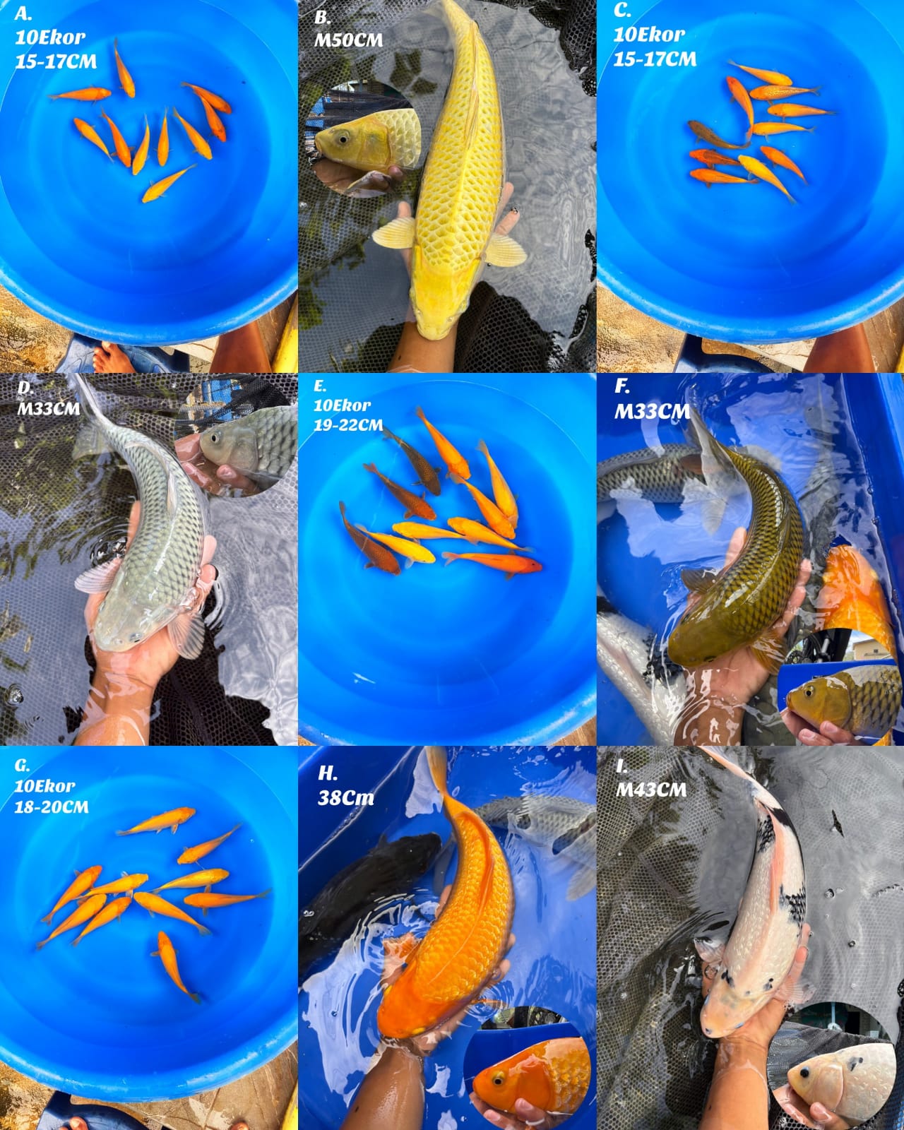 Lelang Koi Online, Jual Beli Ikan Koi, Pasar Koi Terbaik, Agen Lelang Koi, Penawaran Koi Berkualitas, Harga Jual Koi, Lelang Ikan Koi Import, Beli Koi Online, Jual Koi Murah, Koi Showroom, Penjual Koi Terpercaya, Lelang Koi Jakarta, Jual Koi Lokal, Koi Kualitas Unggul, Harga Terbaik Koi, Jual Koi Indukan, Lelang Ikan Hias Koi, Pasar Koi Indonesia, Beli Koi Berkualitas Tinggi, Koi Farm Terbesar, Jual Beli Koi Impor, Lelang Ikan Koi Kualitas Premium, Daftar Harga Koi Terbaru, Pusat Jual Beli Koi, Info Lelang Koi Hari Ini.