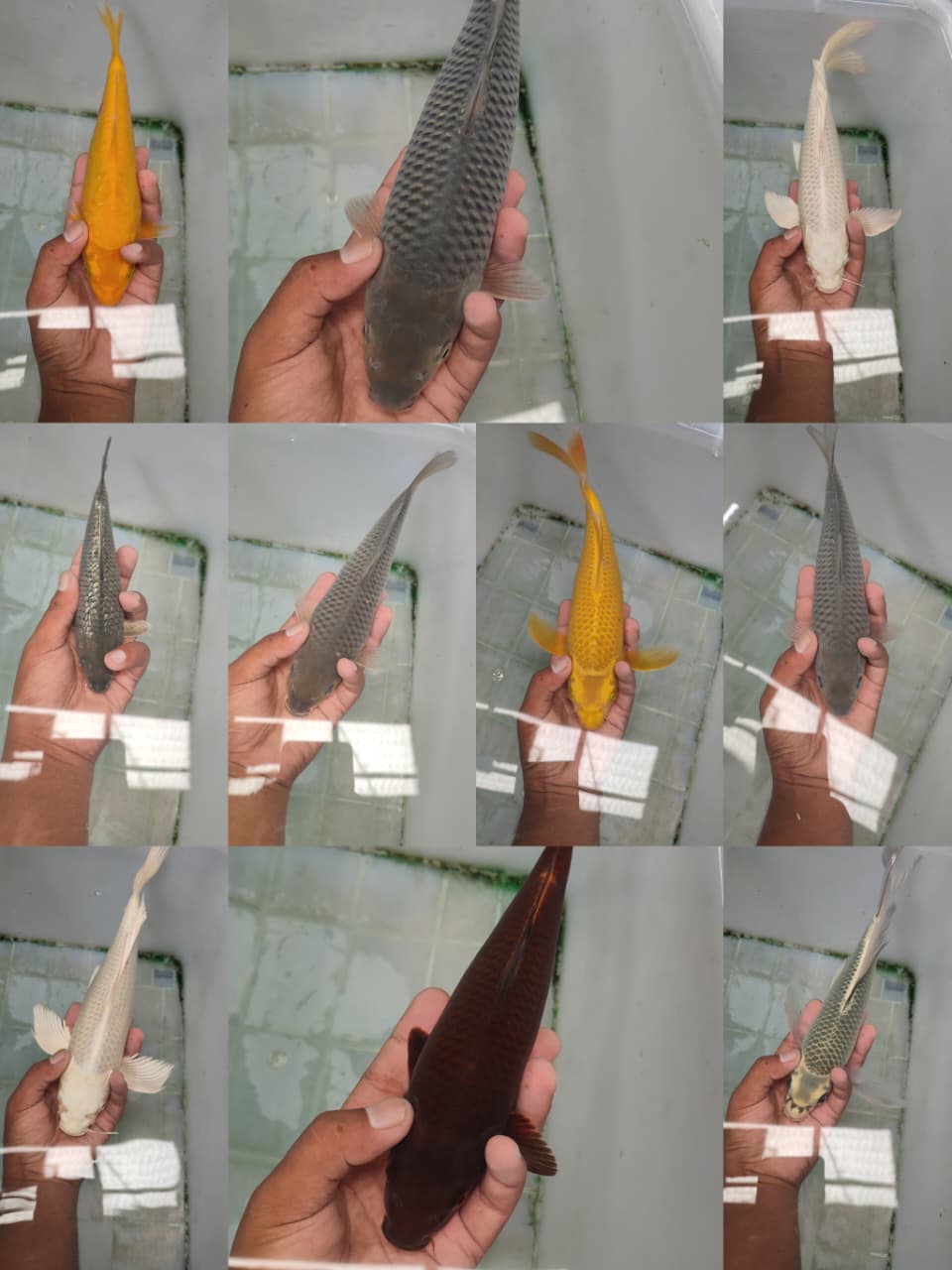 Lelang Koi Online, Jual Beli Ikan Koi, Pasar Koi Terbaik, Agen Lelang Koi, Penawaran Koi Berkualitas, Harga Jual Koi, Lelang Ikan Koi Import, Beli Koi Online, Jual Koi Murah, Koi Showroom, Penjual Koi Terpercaya, Lelang Koi Jakarta, Jual Koi Lokal, Koi Kualitas Unggul, Harga Terbaik Koi, Jual Koi Indukan, Lelang Ikan Hias Koi, Pasar Koi Indonesia, Beli Koi Berkualitas Tinggi, Koi Farm Terbesar, Jual Beli Koi Impor, Lelang Ikan Koi Kualitas Premium, Daftar Harga Koi Terbaru, Pusat Jual Beli Koi, Info Lelang Koi Hari Ini.