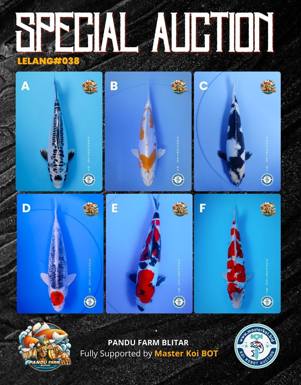 Lelang Koi Online, Jual Beli Ikan Koi, Pasar Koi Terbaik, Agen Lelang Koi, Penawaran Koi Berkualitas, Harga Jual Koi, Lelang Ikan Koi Import, Beli Koi Online, Jual Koi Murah, Koi Showroom, Penjual Koi Terpercaya, Lelang Koi Jakarta, Jual Koi Lokal, Koi Kualitas Unggul, Harga Terbaik Koi, Jual Koi Indukan, Lelang Ikan Hias Koi, Pasar Koi Indonesia, Beli Koi Berkualitas Tinggi, Koi Farm Terbesar, Jual Beli Koi Impor, Lelang Ikan Koi Kualitas Premium, Daftar Harga Koi Terbaru, Pusat Jual Beli Koi, Info Lelang Koi Hari Ini.