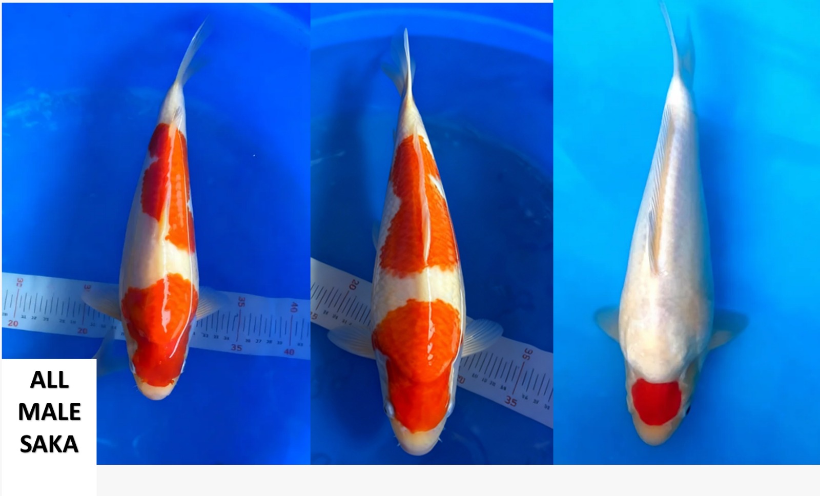 Lelang Koi Online, Jual Beli Ikan Koi, Pasar Koi Terbaik, Agen Lelang Koi, Penawaran Koi Berkualitas, Harga Jual Koi, Lelang Ikan Koi Import, Beli Koi Online, Jual Koi Murah, Koi Showroom, Penjual Koi Terpercaya, Lelang Koi Jakarta, Jual Koi Lokal, Koi Kualitas Unggul, Harga Terbaik Koi, Jual Koi Indukan, Lelang Ikan Hias Koi, Pasar Koi Indonesia, Beli Koi Berkualitas Tinggi, Koi Farm Terbesar, Jual Beli Koi Impor, Lelang Ikan Koi Kualitas Premium, Daftar Harga Koi Terbaru, Pusat Jual Beli Koi, Info Lelang Koi Hari Ini.