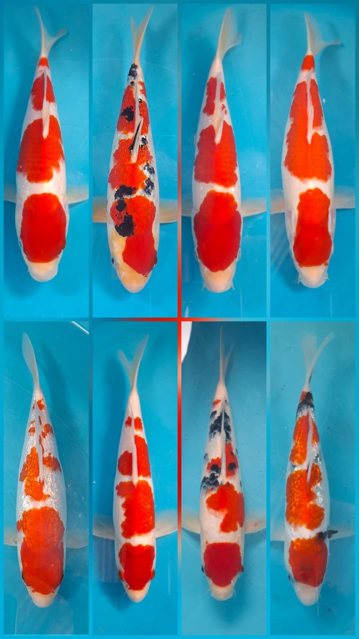 Lelang Koi Online, Jual Beli Ikan Koi, Pasar Koi Terbaik, Agen Lelang Koi, Penawaran Koi Berkualitas, Harga Jual Koi, Lelang Ikan Koi Import, Beli Koi Online, Jual Koi Murah, Koi Showroom, Penjual Koi Terpercaya, Lelang Koi Jakarta, Jual Koi Lokal, Koi Kualitas Unggul, Harga Terbaik Koi, Jual Koi Indukan, Lelang Ikan Hias Koi, Pasar Koi Indonesia, Beli Koi Berkualitas Tinggi, Koi Farm Terbesar, Jual Beli Koi Impor, Lelang Ikan Koi Kualitas Premium, Daftar Harga Koi Terbaru, Pusat Jual Beli Koi, Info Lelang Koi Hari Ini.