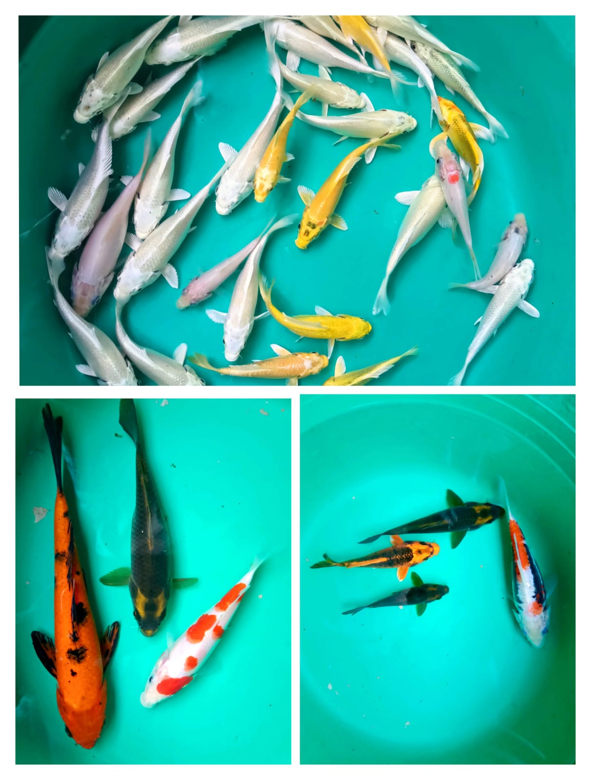 Lelang Koi Online, Jual Beli Ikan Koi, Pasar Koi Terbaik, Agen Lelang Koi, Penawaran Koi Berkualitas, Harga Jual Koi, Lelang Ikan Koi Import, Beli Koi Online, Jual Koi Murah, Koi Showroom, Penjual Koi Terpercaya, Lelang Koi Jakarta, Jual Koi Lokal, Koi Kualitas Unggul, Harga Terbaik Koi, Jual Koi Indukan, Lelang Ikan Hias Koi, Pasar Koi Indonesia, Beli Koi Berkualitas Tinggi, Koi Farm Terbesar, Jual Beli Koi Impor, Lelang Ikan Koi Kualitas Premium, Daftar Harga Koi Terbaru, Pusat Jual Beli Koi, Info Lelang Koi Hari Ini.