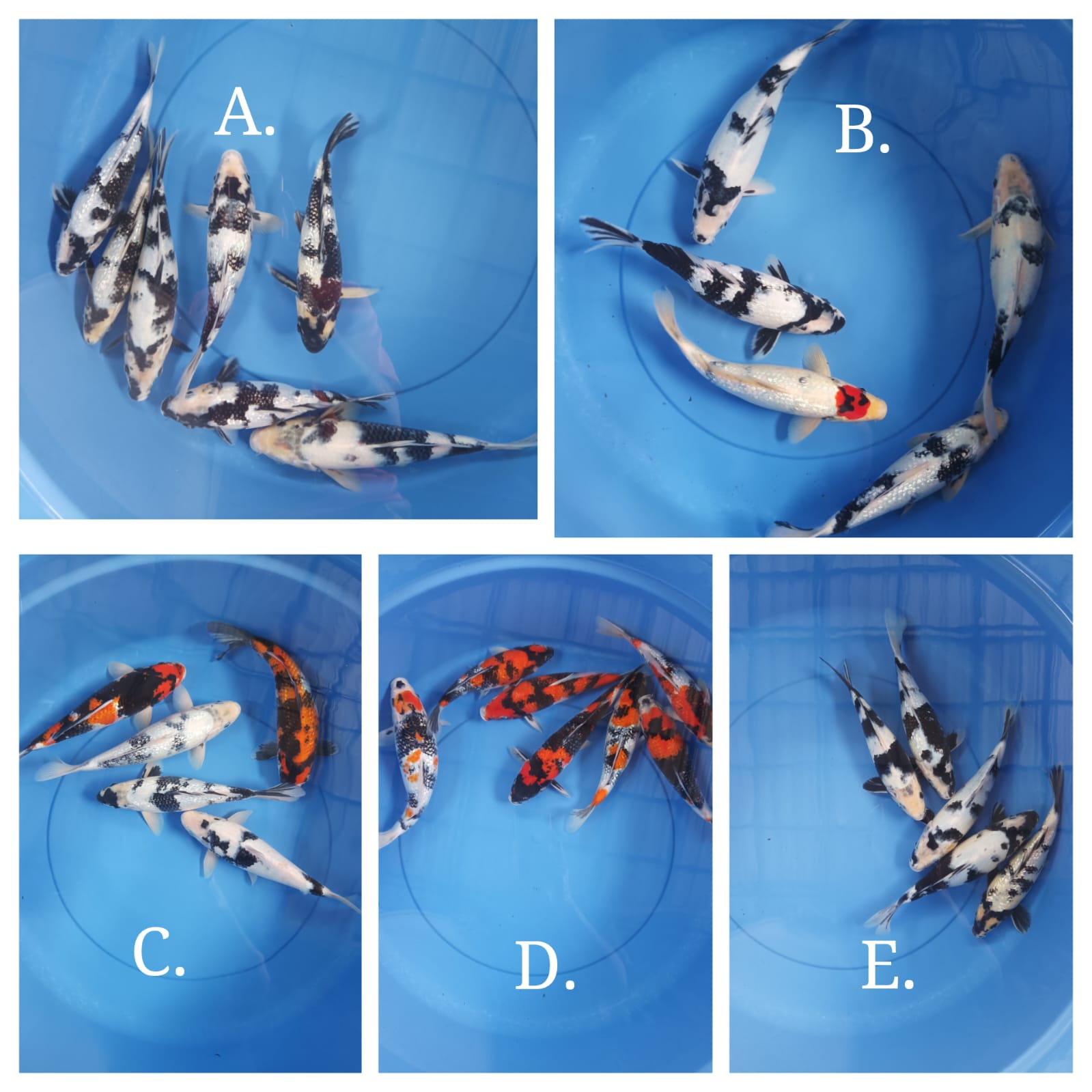 Lelang Koi Online, Jual Beli Ikan Koi, Pasar Koi Terbaik, Agen Lelang Koi, Penawaran Koi Berkualitas, Harga Jual Koi, Lelang Ikan Koi Import, Beli Koi Online, Jual Koi Murah, Koi Showroom, Penjual Koi Terpercaya, Lelang Koi Jakarta, Jual Koi Lokal, Koi Kualitas Unggul, Harga Terbaik Koi, Jual Koi Indukan, Lelang Ikan Hias Koi, Pasar Koi Indonesia, Beli Koi Berkualitas Tinggi, Koi Farm Terbesar, Jual Beli Koi Impor, Lelang Ikan Koi Kualitas Premium, Daftar Harga Koi Terbaru, Pusat Jual Beli Koi, Info Lelang Koi Hari Ini.