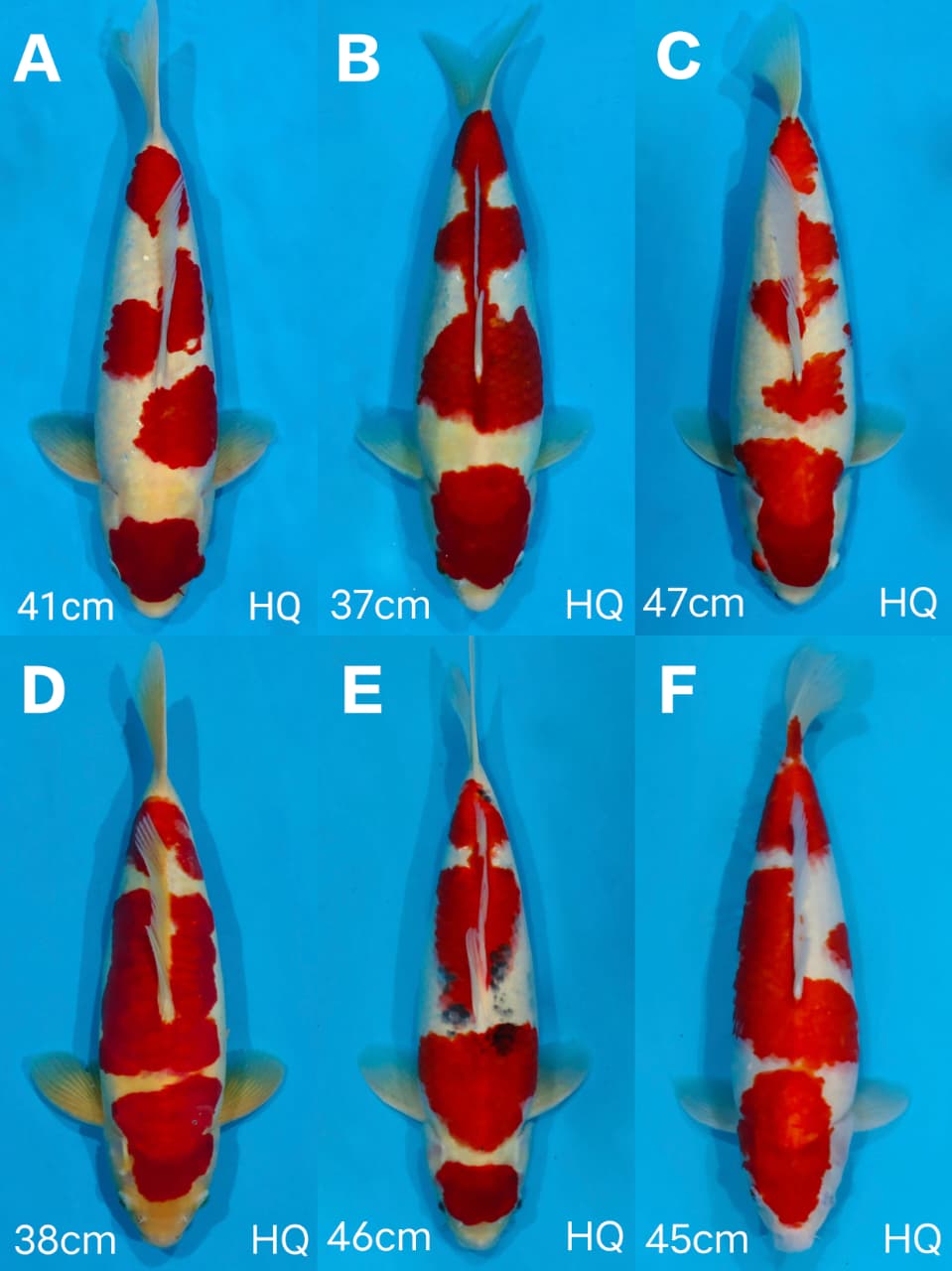 Lelang Koi Online, Jual Beli Ikan Koi, Pasar Koi Terbaik, Agen Lelang Koi, Penawaran Koi Berkualitas, Harga Jual Koi, Lelang Ikan Koi Import, Beli Koi Online, Jual Koi Murah, Koi Showroom, Penjual Koi Terpercaya, Lelang Koi Jakarta, Jual Koi Lokal, Koi Kualitas Unggul, Harga Terbaik Koi, Jual Koi Indukan, Lelang Ikan Hias Koi, Pasar Koi Indonesia, Beli Koi Berkualitas Tinggi, Koi Farm Terbesar, Jual Beli Koi Impor, Lelang Ikan Koi Kualitas Premium, Daftar Harga Koi Terbaru, Pusat Jual Beli Koi, Info Lelang Koi Hari Ini.