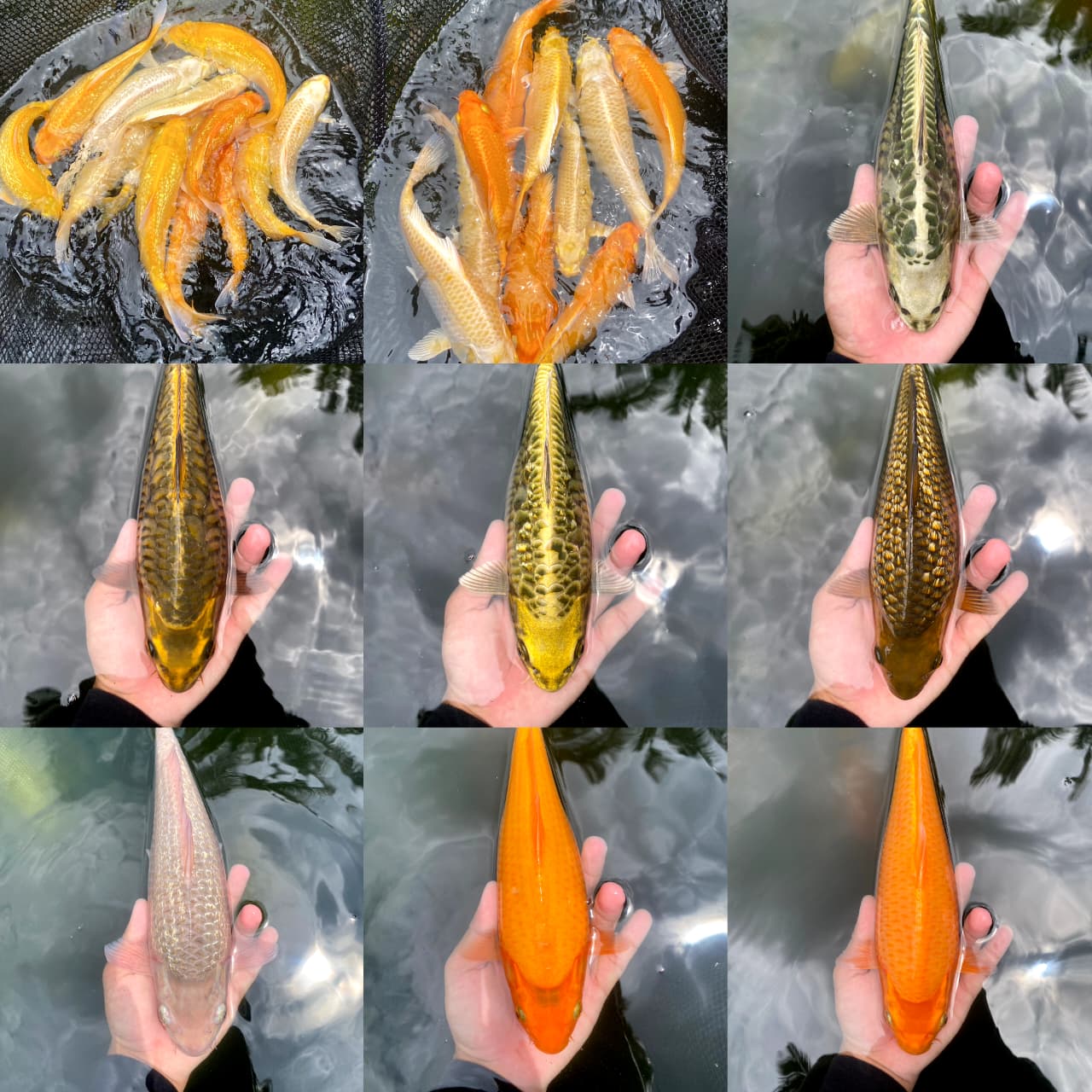 Lelang Koi Online, Jual Beli Ikan Koi, Pasar Koi Terbaik, Agen Lelang Koi, Penawaran Koi Berkualitas, Harga Jual Koi, Lelang Ikan Koi Import, Beli Koi Online, Jual Koi Murah, Koi Showroom, Penjual Koi Terpercaya, Lelang Koi Jakarta, Jual Koi Lokal, Koi Kualitas Unggul, Harga Terbaik Koi, Jual Koi Indukan, Lelang Ikan Hias Koi, Pasar Koi Indonesia, Beli Koi Berkualitas Tinggi, Koi Farm Terbesar, Jual Beli Koi Impor, Lelang Ikan Koi Kualitas Premium, Daftar Harga Koi Terbaru, Pusat Jual Beli Koi, Info Lelang Koi Hari Ini.