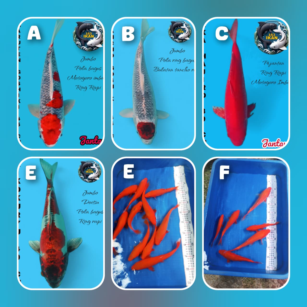 Lelang Koi Online, Jual Beli Ikan Koi, Pasar Koi Terbaik, Agen Lelang Koi, Penawaran Koi Berkualitas, Harga Jual Koi, Lelang Ikan Koi Import, Beli Koi Online, Jual Koi Murah, Koi Showroom, Penjual Koi Terpercaya, Lelang Koi Jakarta, Jual Koi Lokal, Koi Kualitas Unggul, Harga Terbaik Koi, Jual Koi Indukan, Lelang Ikan Hias Koi, Pasar Koi Indonesia, Beli Koi Berkualitas Tinggi, Koi Farm Terbesar, Jual Beli Koi Impor, Lelang Ikan Koi Kualitas Premium, Daftar Harga Koi Terbaru, Pusat Jual Beli Koi, Info Lelang Koi Hari Ini.