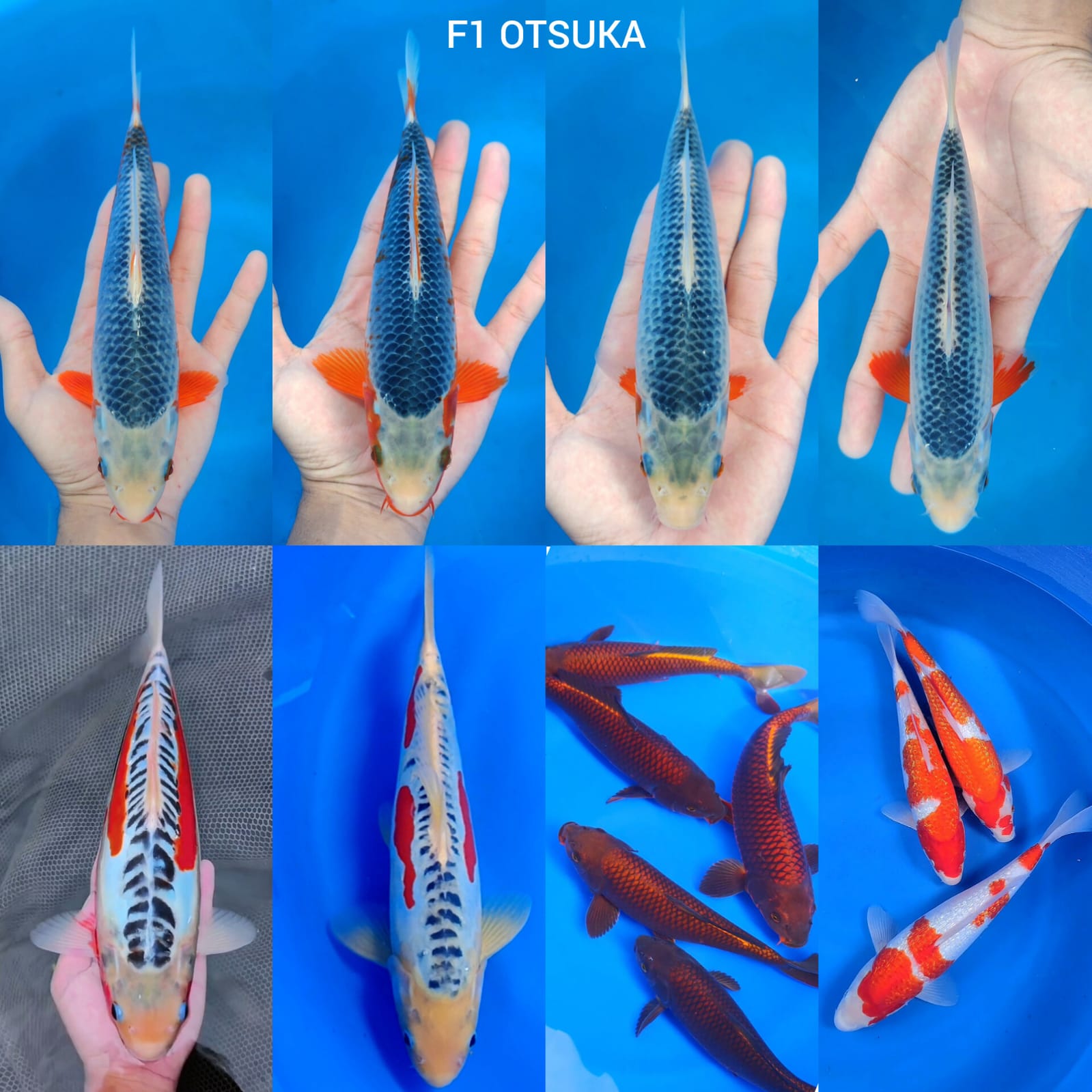 Lelang Koi Online, Jual Beli Ikan Koi, Pasar Koi Terbaik, Agen Lelang Koi, Penawaran Koi Berkualitas, Harga Jual Koi, Lelang Ikan Koi Import, Beli Koi Online, Jual Koi Murah, Koi Showroom, Penjual Koi Terpercaya, Lelang Koi Jakarta, Jual Koi Lokal, Koi Kualitas Unggul, Harga Terbaik Koi, Jual Koi Indukan, Lelang Ikan Hias Koi, Pasar Koi Indonesia, Beli Koi Berkualitas Tinggi, Koi Farm Terbesar, Jual Beli Koi Impor, Lelang Ikan Koi Kualitas Premium, Daftar Harga Koi Terbaru, Pusat Jual Beli Koi, Info Lelang Koi Hari Ini.