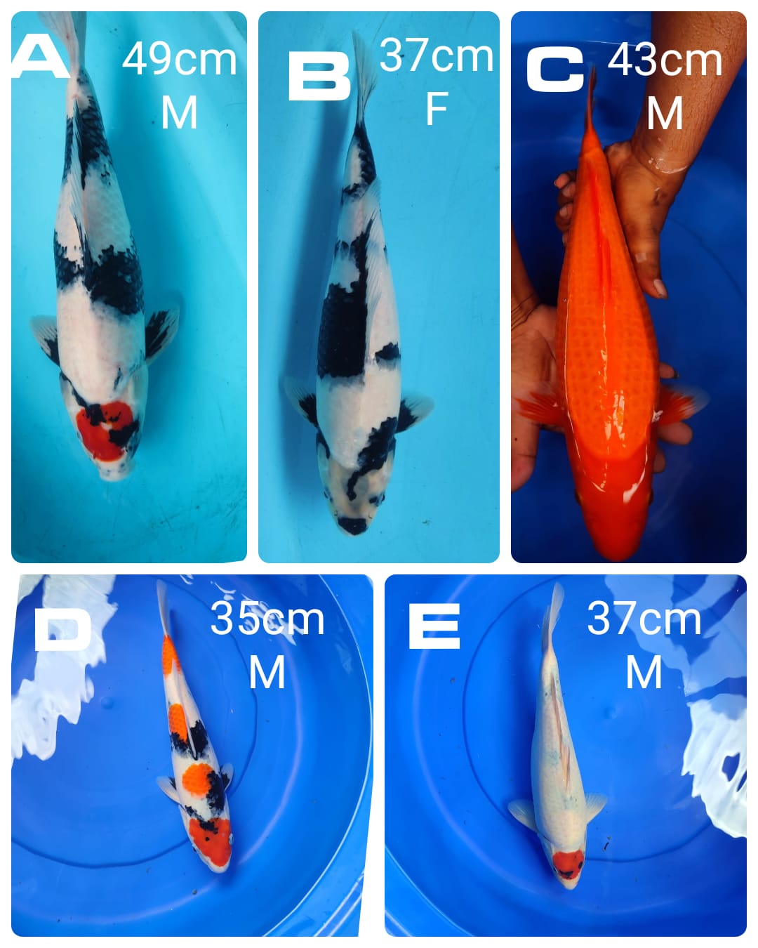 Lelang Koi Online, Jual Beli Ikan Koi, Pasar Koi Terbaik, Agen Lelang Koi, Penawaran Koi Berkualitas, Harga Jual Koi, Lelang Ikan Koi Import, Beli Koi Online, Jual Koi Murah, Koi Showroom, Penjual Koi Terpercaya, Lelang Koi Jakarta, Jual Koi Lokal, Koi Kualitas Unggul, Harga Terbaik Koi, Jual Koi Indukan, Lelang Ikan Hias Koi, Pasar Koi Indonesia, Beli Koi Berkualitas Tinggi, Koi Farm Terbesar, Jual Beli Koi Impor, Lelang Ikan Koi Kualitas Premium, Daftar Harga Koi Terbaru, Pusat Jual Beli Koi, Info Lelang Koi Hari Ini.