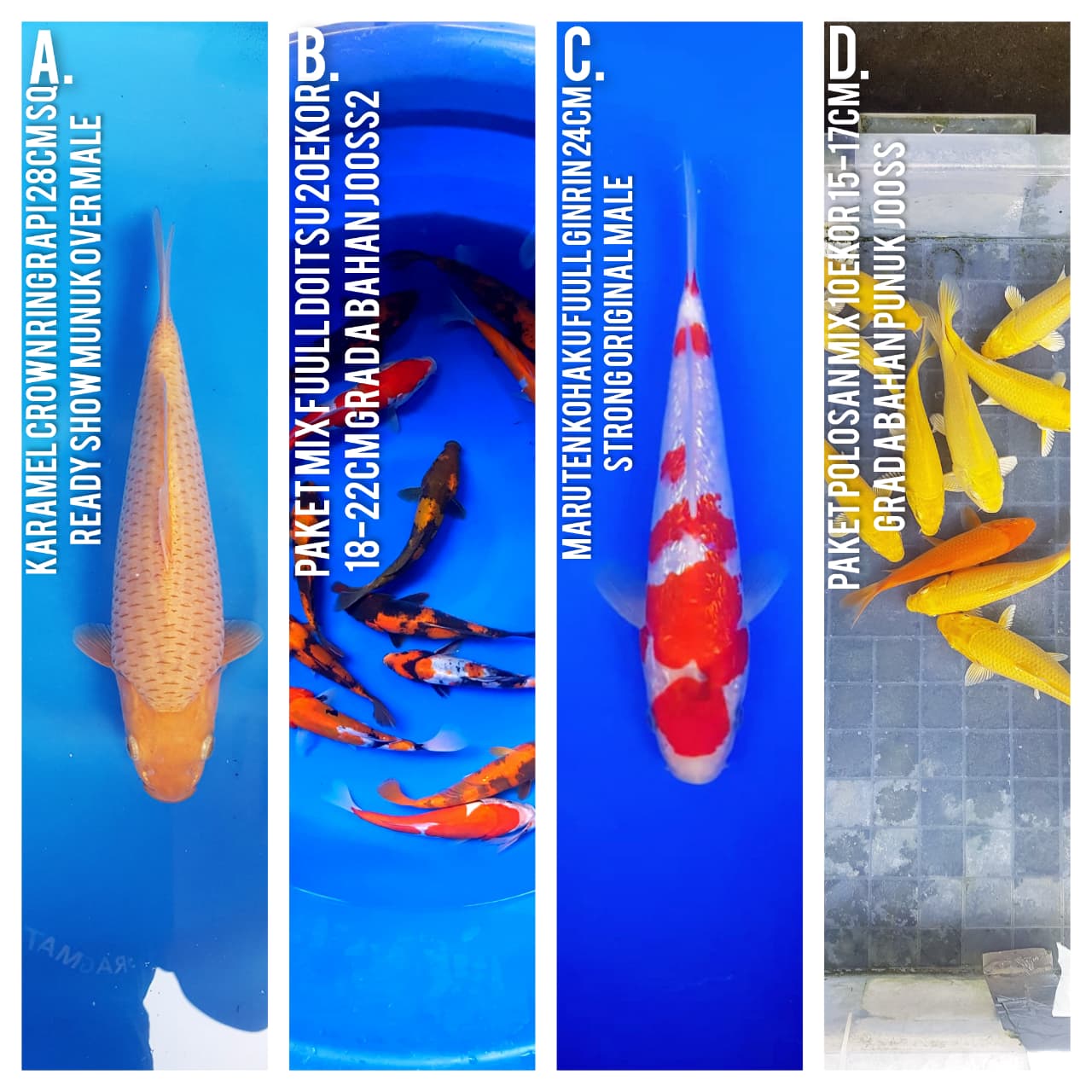 Lelang Koi Online, Jual Beli Ikan Koi, Pasar Koi Terbaik, Agen Lelang Koi, Penawaran Koi Berkualitas, Harga Jual Koi, Lelang Ikan Koi Import, Beli Koi Online, Jual Koi Murah, Koi Showroom, Penjual Koi Terpercaya, Lelang Koi Jakarta, Jual Koi Lokal, Koi Kualitas Unggul, Harga Terbaik Koi, Jual Koi Indukan, Lelang Ikan Hias Koi, Pasar Koi Indonesia, Beli Koi Berkualitas Tinggi, Koi Farm Terbesar, Jual Beli Koi Impor, Lelang Ikan Koi Kualitas Premium, Daftar Harga Koi Terbaru, Pusat Jual Beli Koi, Info Lelang Koi Hari Ini.