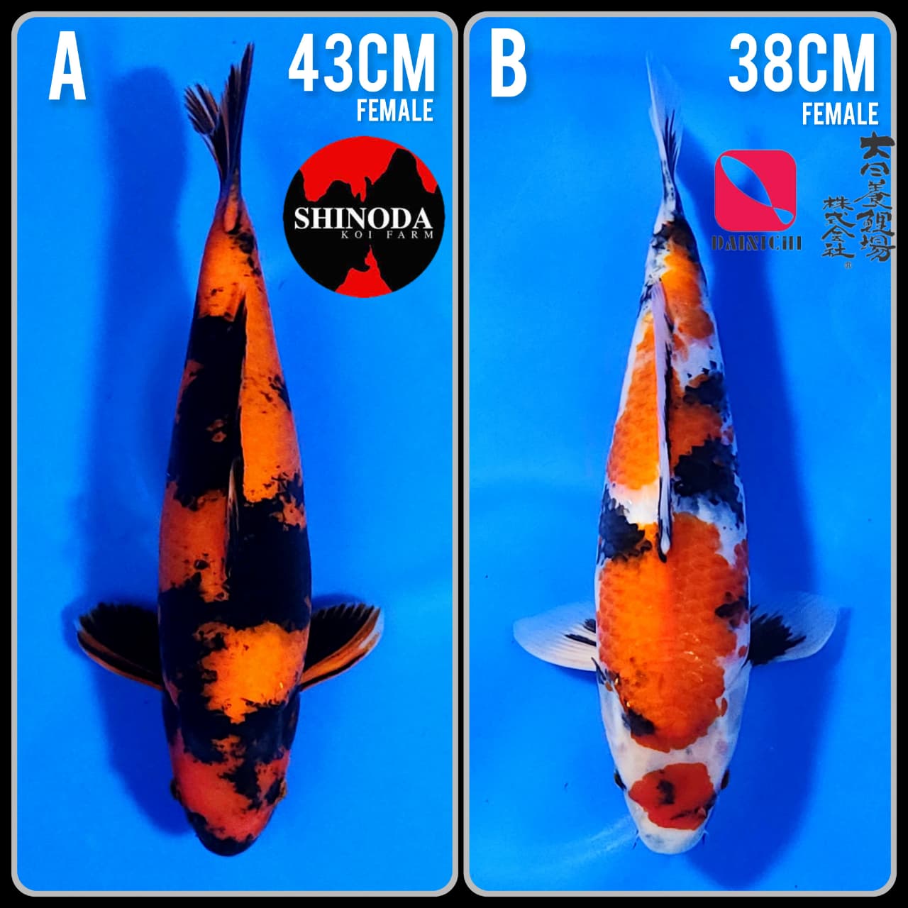 Lelang Koi Online, Jual Beli Ikan Koi, Pasar Koi Terbaik, Agen Lelang Koi, Penawaran Koi Berkualitas, Harga Jual Koi, Lelang Ikan Koi Import, Beli Koi Online, Jual Koi Murah, Koi Showroom, Penjual Koi Terpercaya, Lelang Koi Jakarta, Jual Koi Lokal, Koi Kualitas Unggul, Harga Terbaik Koi, Jual Koi Indukan, Lelang Ikan Hias Koi, Pasar Koi Indonesia, Beli Koi Berkualitas Tinggi, Koi Farm Terbesar, Jual Beli Koi Impor, Lelang Ikan Koi Kualitas Premium, Daftar Harga Koi Terbaru, Pusat Jual Beli Koi, Info Lelang Koi Hari Ini.