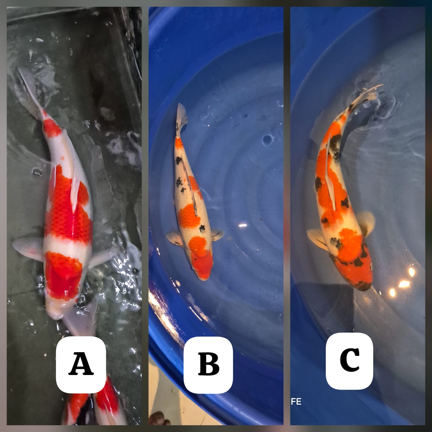 Lelang Koi Online, Jual Beli Ikan Koi, Pasar Koi Terbaik, Agen Lelang Koi, Penawaran Koi Berkualitas, Harga Jual Koi, Lelang Ikan Koi Import, Beli Koi Online, Jual Koi Murah, Koi Showroom, Penjual Koi Terpercaya, Lelang Koi Jakarta, Jual Koi Lokal, Koi Kualitas Unggul, Harga Terbaik Koi, Jual Koi Indukan, Lelang Ikan Hias Koi, Pasar Koi Indonesia, Beli Koi Berkualitas Tinggi, Koi Farm Terbesar, Jual Beli Koi Impor, Lelang Ikan Koi Kualitas Premium, Daftar Harga Koi Terbaru, Pusat Jual Beli Koi, Info Lelang Koi Hari Ini.