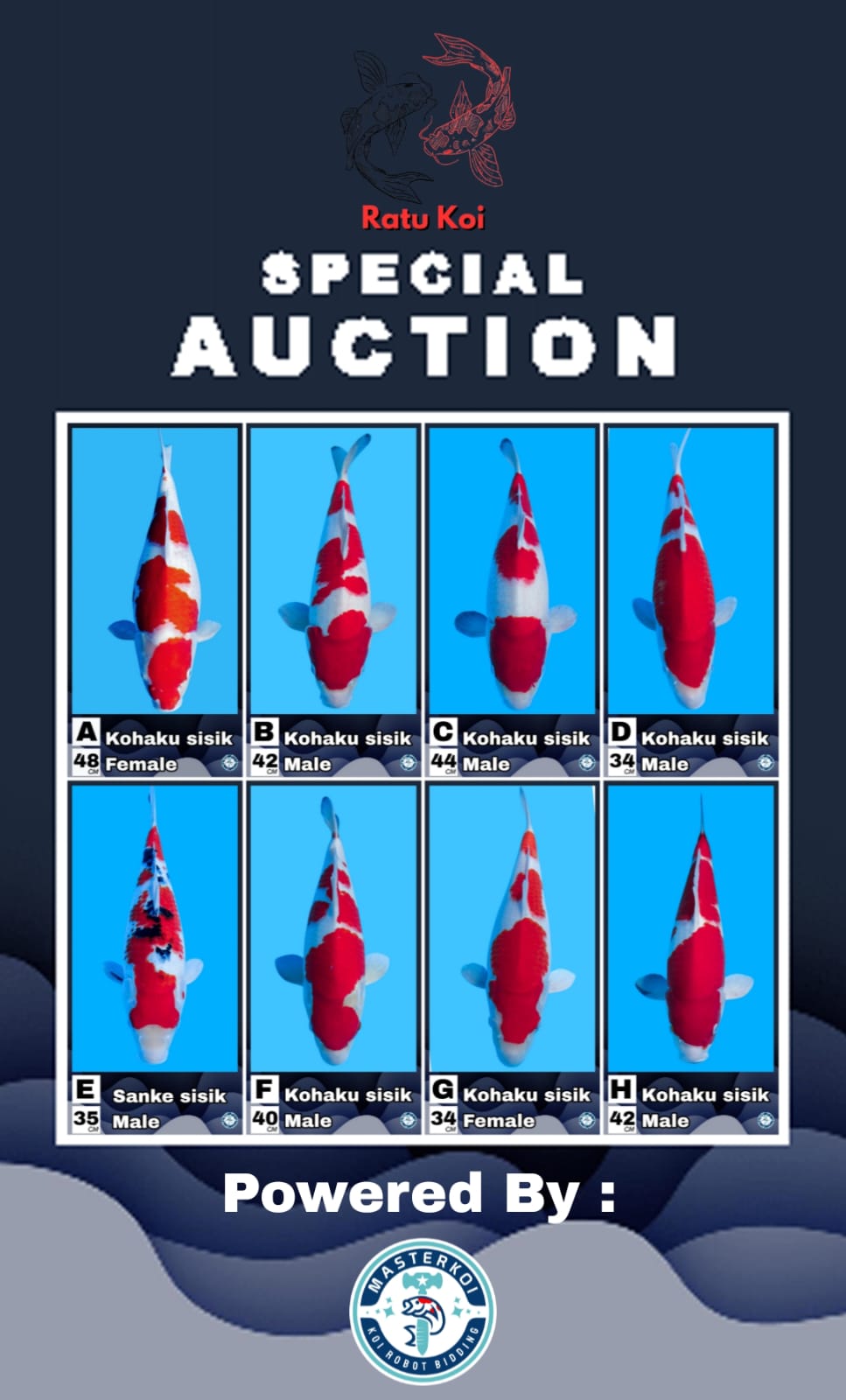 Lelang Koi Online, Jual Beli Ikan Koi, Pasar Koi Terbaik, Agen Lelang Koi, Penawaran Koi Berkualitas, Harga Jual Koi, Lelang Ikan Koi Import, Beli Koi Online, Jual Koi Murah, Koi Showroom, Penjual Koi Terpercaya, Lelang Koi Jakarta, Jual Koi Lokal, Koi Kualitas Unggul, Harga Terbaik Koi, Jual Koi Indukan, Lelang Ikan Hias Koi, Pasar Koi Indonesia, Beli Koi Berkualitas Tinggi, Koi Farm Terbesar, Jual Beli Koi Impor, Lelang Ikan Koi Kualitas Premium, Daftar Harga Koi Terbaru, Pusat Jual Beli Koi, Info Lelang Koi Hari Ini.