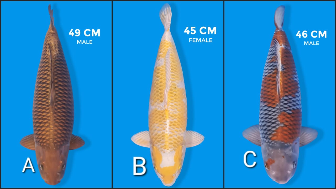 Lelang Koi Online, Jual Beli Ikan Koi, Pasar Koi Terbaik, Agen Lelang Koi, Penawaran Koi Berkualitas, Harga Jual Koi, Lelang Ikan Koi Import, Beli Koi Online, Jual Koi Murah, Koi Showroom, Penjual Koi Terpercaya, Lelang Koi Jakarta, Jual Koi Lokal, Koi Kualitas Unggul, Harga Terbaik Koi, Jual Koi Indukan, Lelang Ikan Hias Koi, Pasar Koi Indonesia, Beli Koi Berkualitas Tinggi, Koi Farm Terbesar, Jual Beli Koi Impor, Lelang Ikan Koi Kualitas Premium, Daftar Harga Koi Terbaru, Pusat Jual Beli Koi, Info Lelang Koi Hari Ini.