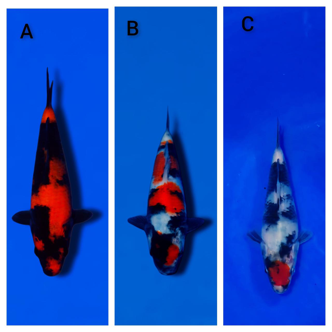 Lelang Koi Online, Jual Beli Ikan Koi, Pasar Koi Terbaik, Agen Lelang Koi, Penawaran Koi Berkualitas, Harga Jual Koi, Lelang Ikan Koi Import, Beli Koi Online, Jual Koi Murah, Koi Showroom, Penjual Koi Terpercaya, Lelang Koi Jakarta, Jual Koi Lokal, Koi Kualitas Unggul, Harga Terbaik Koi, Jual Koi Indukan, Lelang Ikan Hias Koi, Pasar Koi Indonesia, Beli Koi Berkualitas Tinggi, Koi Farm Terbesar, Jual Beli Koi Impor, Lelang Ikan Koi Kualitas Premium, Daftar Harga Koi Terbaru, Pusat Jual Beli Koi, Info Lelang Koi Hari Ini.