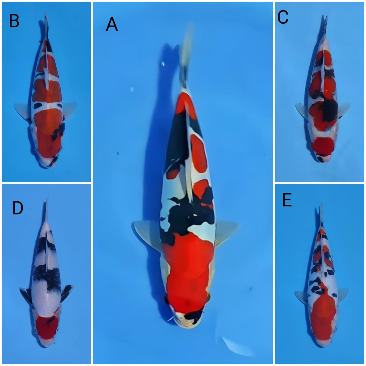 Lelang Koi Online, Jual Beli Ikan Koi, Pasar Koi Terbaik, Agen Lelang Koi, Penawaran Koi Berkualitas, Harga Jual Koi, Lelang Ikan Koi Import, Beli Koi Online, Jual Koi Murah, Koi Showroom, Penjual Koi Terpercaya, Lelang Koi Jakarta, Jual Koi Lokal, Koi Kualitas Unggul, Harga Terbaik Koi, Jual Koi Indukan, Lelang Ikan Hias Koi, Pasar Koi Indonesia, Beli Koi Berkualitas Tinggi, Koi Farm Terbesar, Jual Beli Koi Impor, Lelang Ikan Koi Kualitas Premium, Daftar Harga Koi Terbaru, Pusat Jual Beli Koi, Info Lelang Koi Hari Ini.