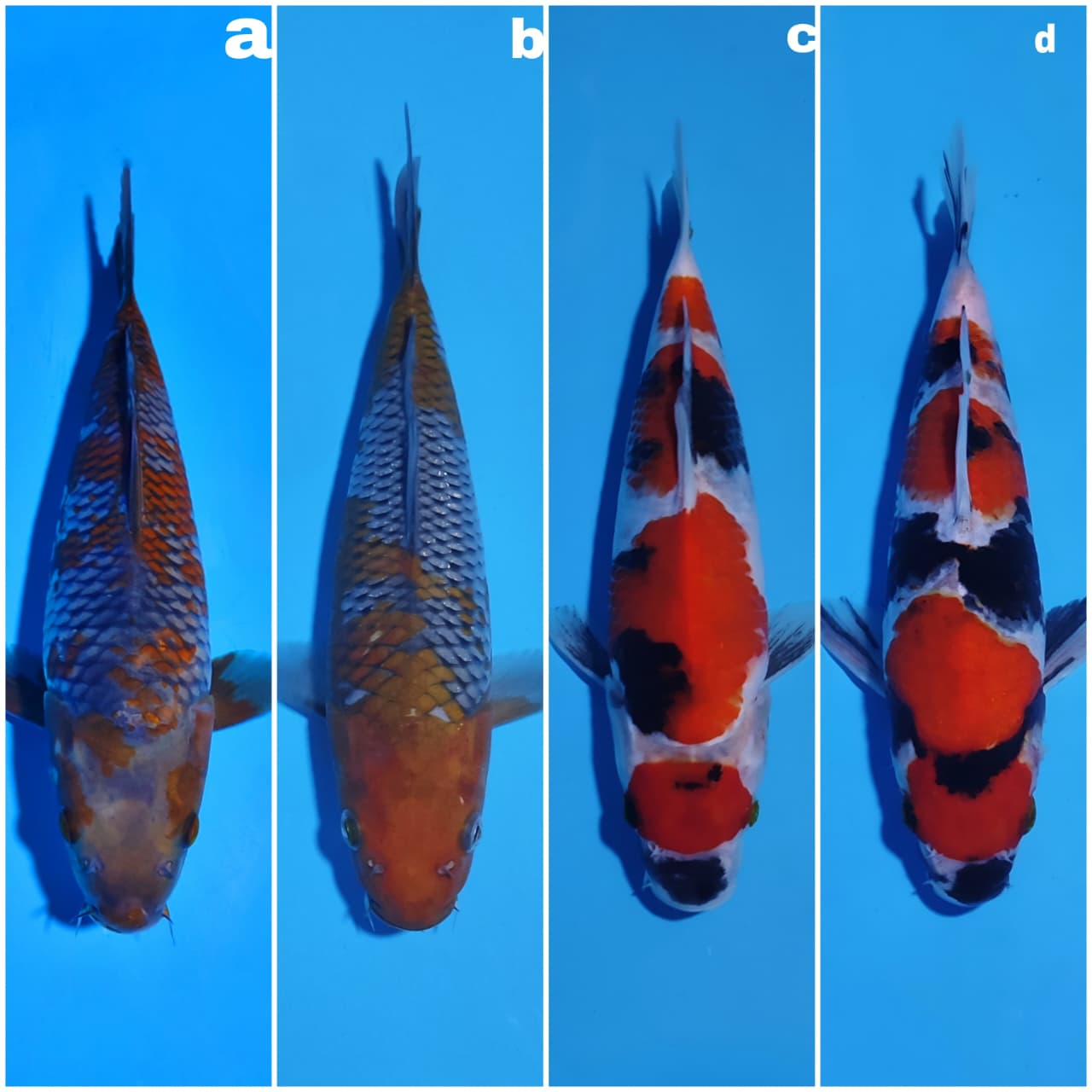 Lelang Koi Online, Jual Beli Ikan Koi, Pasar Koi Terbaik, Agen Lelang Koi, Penawaran Koi Berkualitas, Harga Jual Koi, Lelang Ikan Koi Import, Beli Koi Online, Jual Koi Murah, Koi Showroom, Penjual Koi Terpercaya, Lelang Koi Jakarta, Jual Koi Lokal, Koi Kualitas Unggul, Harga Terbaik Koi, Jual Koi Indukan, Lelang Ikan Hias Koi, Pasar Koi Indonesia, Beli Koi Berkualitas Tinggi, Koi Farm Terbesar, Jual Beli Koi Impor, Lelang Ikan Koi Kualitas Premium, Daftar Harga Koi Terbaru, Pusat Jual Beli Koi, Info Lelang Koi Hari Ini.