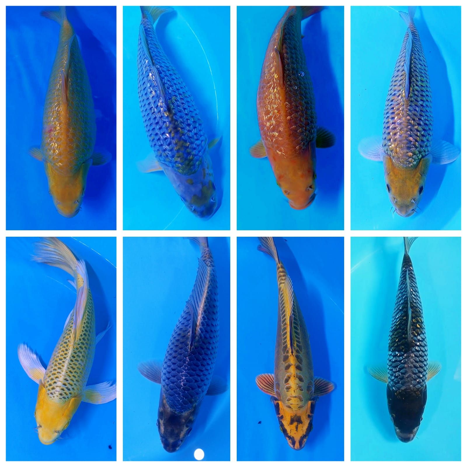 Lelang Koi Online, Jual Beli Ikan Koi, Pasar Koi Terbaik, Agen Lelang Koi, Penawaran Koi Berkualitas, Harga Jual Koi, Lelang Ikan Koi Import, Beli Koi Online, Jual Koi Murah, Koi Showroom, Penjual Koi Terpercaya, Lelang Koi Jakarta, Jual Koi Lokal, Koi Kualitas Unggul, Harga Terbaik Koi, Jual Koi Indukan, Lelang Ikan Hias Koi, Pasar Koi Indonesia, Beli Koi Berkualitas Tinggi, Koi Farm Terbesar, Jual Beli Koi Impor, Lelang Ikan Koi Kualitas Premium, Daftar Harga Koi Terbaru, Pusat Jual Beli Koi, Info Lelang Koi Hari Ini.