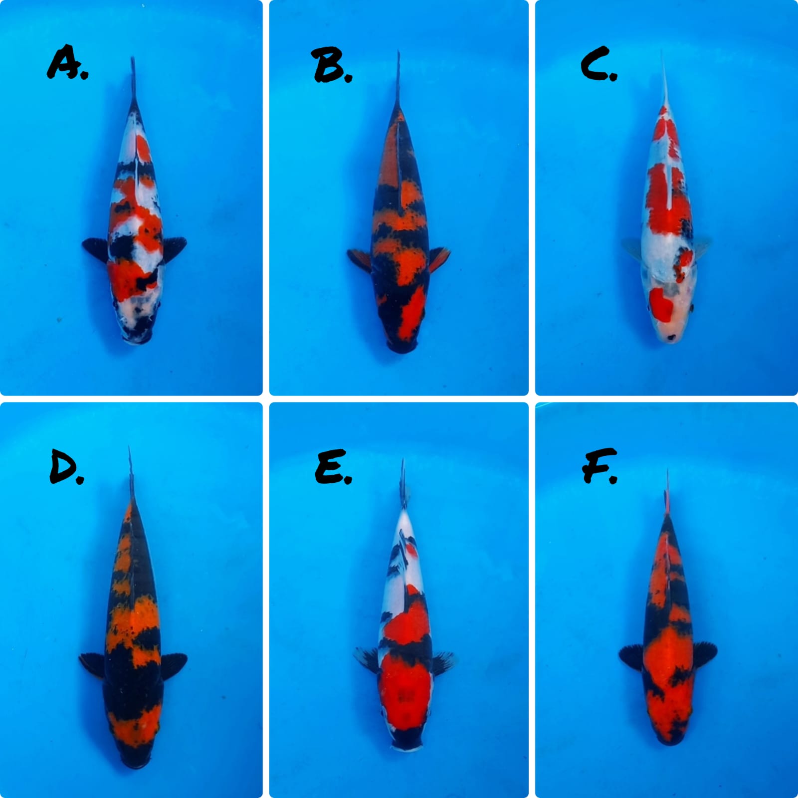 Lelang Koi Online, Jual Beli Ikan Koi, Pasar Koi Terbaik, Agen Lelang Koi, Penawaran Koi Berkualitas, Harga Jual Koi, Lelang Ikan Koi Import, Beli Koi Online, Jual Koi Murah, Koi Showroom, Penjual Koi Terpercaya, Lelang Koi Jakarta, Jual Koi Lokal, Koi Kualitas Unggul, Harga Terbaik Koi, Jual Koi Indukan, Lelang Ikan Hias Koi, Pasar Koi Indonesia, Beli Koi Berkualitas Tinggi, Koi Farm Terbesar, Jual Beli Koi Impor, Lelang Ikan Koi Kualitas Premium, Daftar Harga Koi Terbaru, Pusat Jual Beli Koi, Info Lelang Koi Hari Ini.