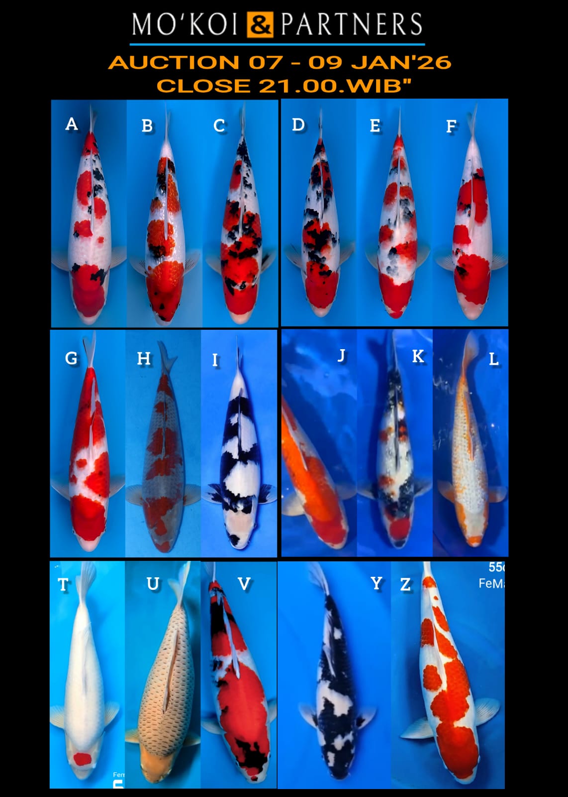 Lelang Koi Online, Jual Beli Ikan Koi, Pasar Koi Terbaik, Agen Lelang Koi, Penawaran Koi Berkualitas, Harga Jual Koi, Lelang Ikan Koi Import, Beli Koi Online, Jual Koi Murah, Koi Showroom, Penjual Koi Terpercaya, Lelang Koi Jakarta, Jual Koi Lokal, Koi Kualitas Unggul, Harga Terbaik Koi, Jual Koi Indukan, Lelang Ikan Hias Koi, Pasar Koi Indonesia, Beli Koi Berkualitas Tinggi, Koi Farm Terbesar, Jual Beli Koi Impor, Lelang Ikan Koi Kualitas Premium, Daftar Harga Koi Terbaru, Pusat Jual Beli Koi, Info Lelang Koi Hari Ini.