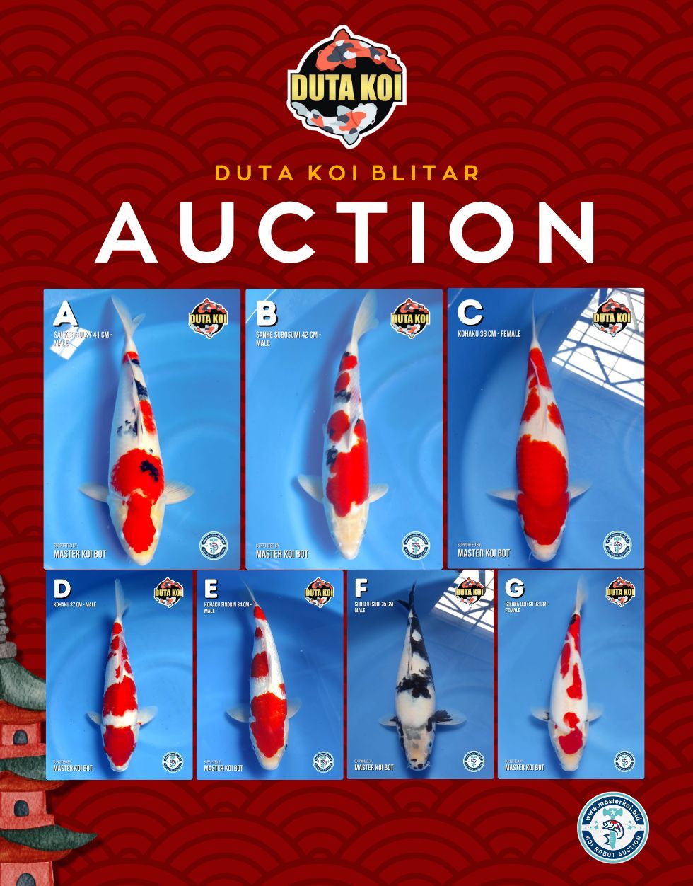 Lelang Koi Online, Jual Beli Ikan Koi, Pasar Koi Terbaik, Agen Lelang Koi, Penawaran Koi Berkualitas, Harga Jual Koi, Lelang Ikan Koi Import, Beli Koi Online, Jual Koi Murah, Koi Showroom, Penjual Koi Terpercaya, Lelang Koi Jakarta, Jual Koi Lokal, Koi Kualitas Unggul, Harga Terbaik Koi, Jual Koi Indukan, Lelang Ikan Hias Koi, Pasar Koi Indonesia, Beli Koi Berkualitas Tinggi, Koi Farm Terbesar, Jual Beli Koi Impor, Lelang Ikan Koi Kualitas Premium, Daftar Harga Koi Terbaru, Pusat Jual Beli Koi, Info Lelang Koi Hari Ini.