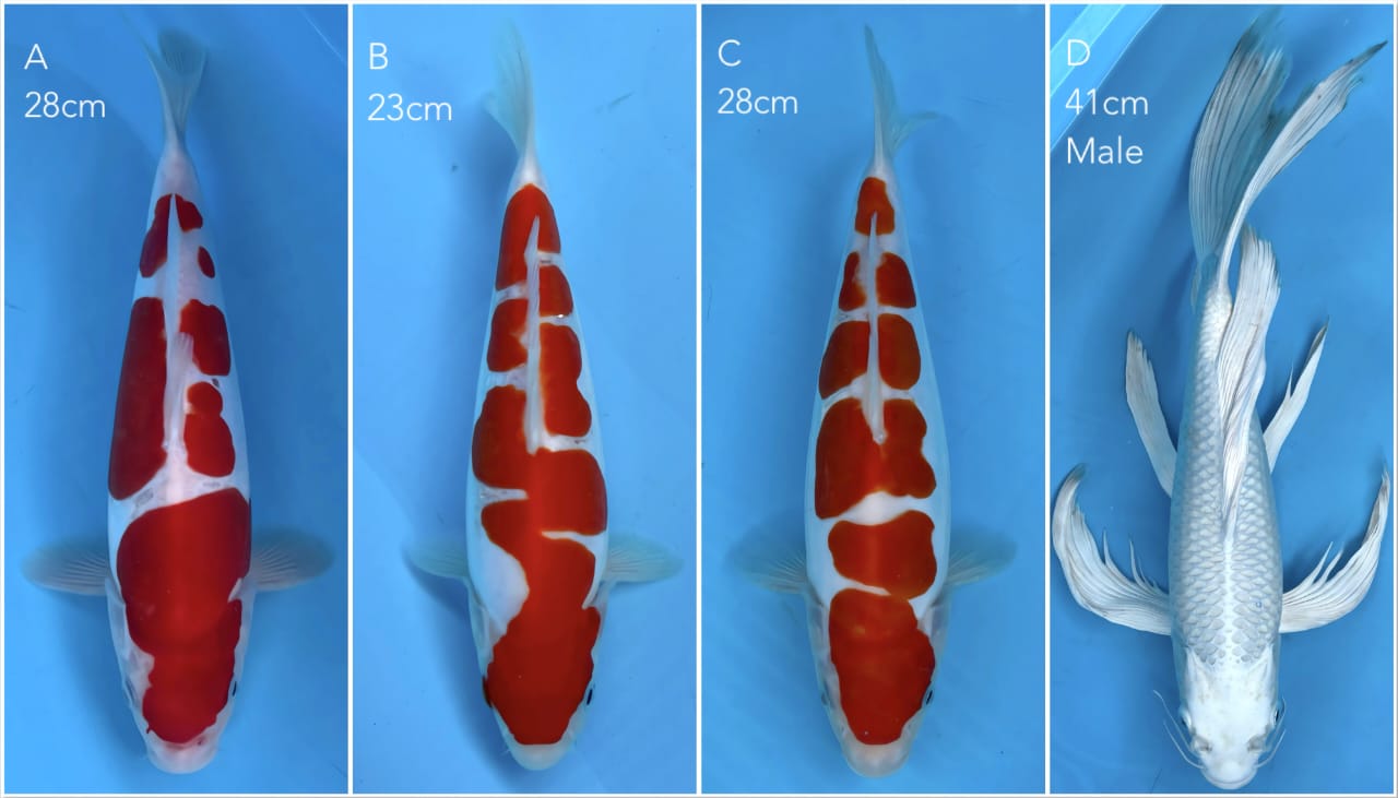 Lelang Koi Online, Jual Beli Ikan Koi, Pasar Koi Terbaik, Agen Lelang Koi, Penawaran Koi Berkualitas, Harga Jual Koi, Lelang Ikan Koi Import, Beli Koi Online, Jual Koi Murah, Koi Showroom, Penjual Koi Terpercaya, Lelang Koi Jakarta, Jual Koi Lokal, Koi Kualitas Unggul, Harga Terbaik Koi, Jual Koi Indukan, Lelang Ikan Hias Koi, Pasar Koi Indonesia, Beli Koi Berkualitas Tinggi, Koi Farm Terbesar, Jual Beli Koi Impor, Lelang Ikan Koi Kualitas Premium, Daftar Harga Koi Terbaru, Pusat Jual Beli Koi, Info Lelang Koi Hari Ini.