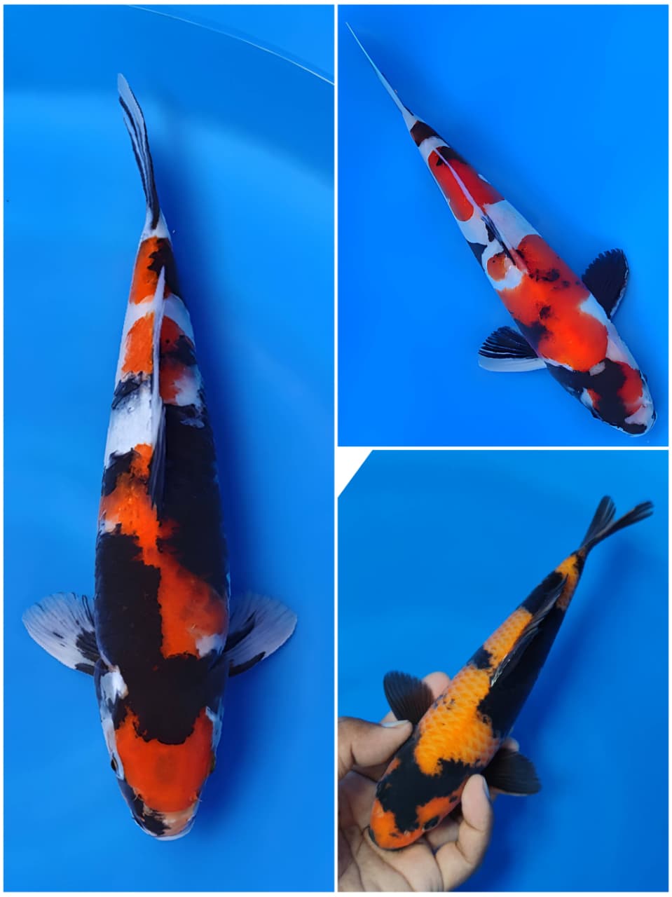 Lelang Koi Online, Jual Beli Ikan Koi, Pasar Koi Terbaik, Agen Lelang Koi, Penawaran Koi Berkualitas, Harga Jual Koi, Lelang Ikan Koi Import, Beli Koi Online, Jual Koi Murah, Koi Showroom, Penjual Koi Terpercaya, Lelang Koi Jakarta, Jual Koi Lokal, Koi Kualitas Unggul, Harga Terbaik Koi, Jual Koi Indukan, Lelang Ikan Hias Koi, Pasar Koi Indonesia, Beli Koi Berkualitas Tinggi, Koi Farm Terbesar, Jual Beli Koi Impor, Lelang Ikan Koi Kualitas Premium, Daftar Harga Koi Terbaru, Pusat Jual Beli Koi, Info Lelang Koi Hari Ini.