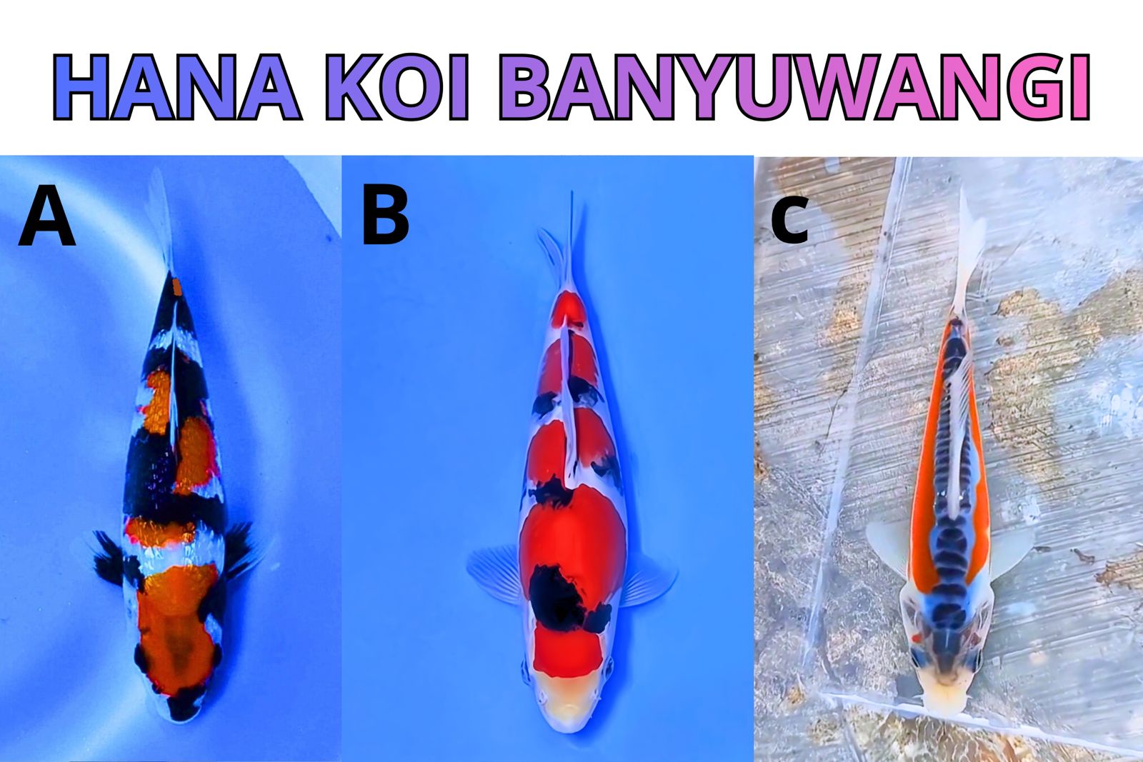 Lelang Koi Online, Jual Beli Ikan Koi, Pasar Koi Terbaik, Agen Lelang Koi, Penawaran Koi Berkualitas, Harga Jual Koi, Lelang Ikan Koi Import, Beli Koi Online, Jual Koi Murah, Koi Showroom, Penjual Koi Terpercaya, Lelang Koi Jakarta, Jual Koi Lokal, Koi Kualitas Unggul, Harga Terbaik Koi, Jual Koi Indukan, Lelang Ikan Hias Koi, Pasar Koi Indonesia, Beli Koi Berkualitas Tinggi, Koi Farm Terbesar, Jual Beli Koi Impor, Lelang Ikan Koi Kualitas Premium, Daftar Harga Koi Terbaru, Pusat Jual Beli Koi, Info Lelang Koi Hari Ini.