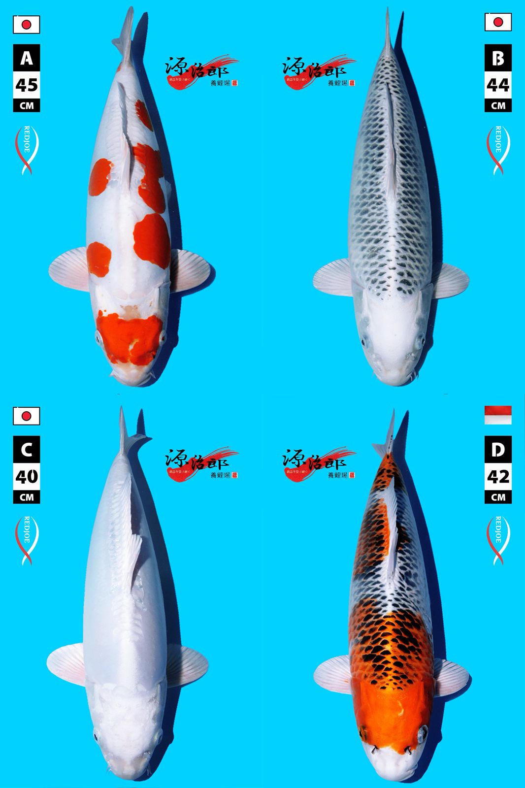 Lelang Koi Online, Jual Beli Ikan Koi, Pasar Koi Terbaik, Agen Lelang Koi, Penawaran Koi Berkualitas, Harga Jual Koi, Lelang Ikan Koi Import, Beli Koi Online, Jual Koi Murah, Koi Showroom, Penjual Koi Terpercaya, Lelang Koi Jakarta, Jual Koi Lokal, Koi Kualitas Unggul, Harga Terbaik Koi, Jual Koi Indukan, Lelang Ikan Hias Koi, Pasar Koi Indonesia, Beli Koi Berkualitas Tinggi, Koi Farm Terbesar, Jual Beli Koi Impor, Lelang Ikan Koi Kualitas Premium, Daftar Harga Koi Terbaru, Pusat Jual Beli Koi, Info Lelang Koi Hari Ini.