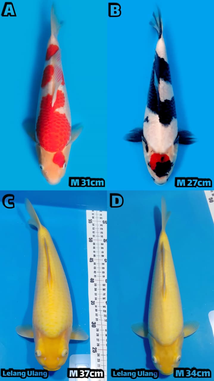 Lelang Koi Online, Jual Beli Ikan Koi, Pasar Koi Terbaik, Agen Lelang Koi, Penawaran Koi Berkualitas, Harga Jual Koi, Lelang Ikan Koi Import, Beli Koi Online, Jual Koi Murah, Koi Showroom, Penjual Koi Terpercaya, Lelang Koi Jakarta, Jual Koi Lokal, Koi Kualitas Unggul, Harga Terbaik Koi, Jual Koi Indukan, Lelang Ikan Hias Koi, Pasar Koi Indonesia, Beli Koi Berkualitas Tinggi, Koi Farm Terbesar, Jual Beli Koi Impor, Lelang Ikan Koi Kualitas Premium, Daftar Harga Koi Terbaru, Pusat Jual Beli Koi, Info Lelang Koi Hari Ini.