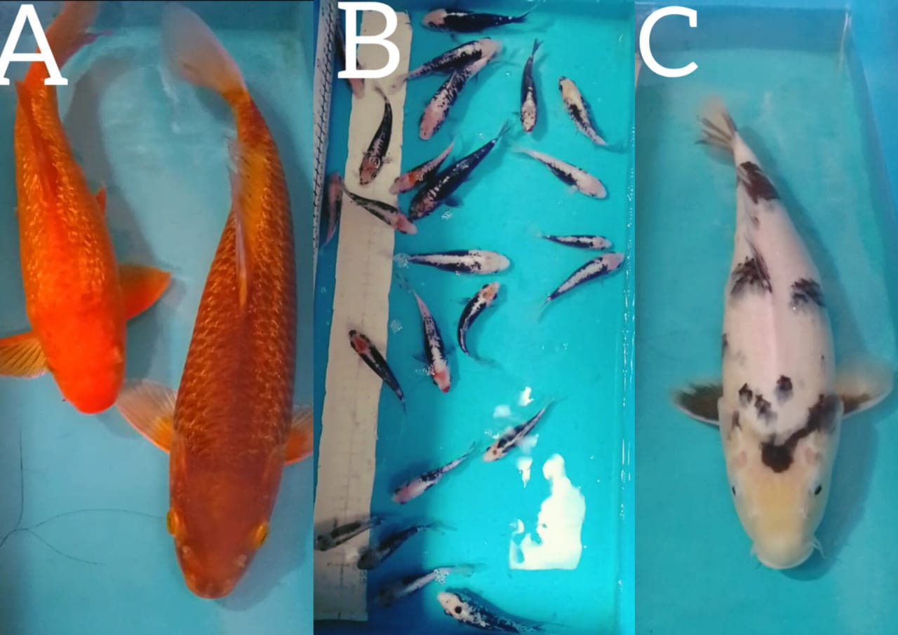 Lelang Koi Online, Jual Beli Ikan Koi, Pasar Koi Terbaik, Agen Lelang Koi, Penawaran Koi Berkualitas, Harga Jual Koi, Lelang Ikan Koi Import, Beli Koi Online, Jual Koi Murah, Koi Showroom, Penjual Koi Terpercaya, Lelang Koi Jakarta, Jual Koi Lokal, Koi Kualitas Unggul, Harga Terbaik Koi, Jual Koi Indukan, Lelang Ikan Hias Koi, Pasar Koi Indonesia, Beli Koi Berkualitas Tinggi, Koi Farm Terbesar, Jual Beli Koi Impor, Lelang Ikan Koi Kualitas Premium, Daftar Harga Koi Terbaru, Pusat Jual Beli Koi, Info Lelang Koi Hari Ini.