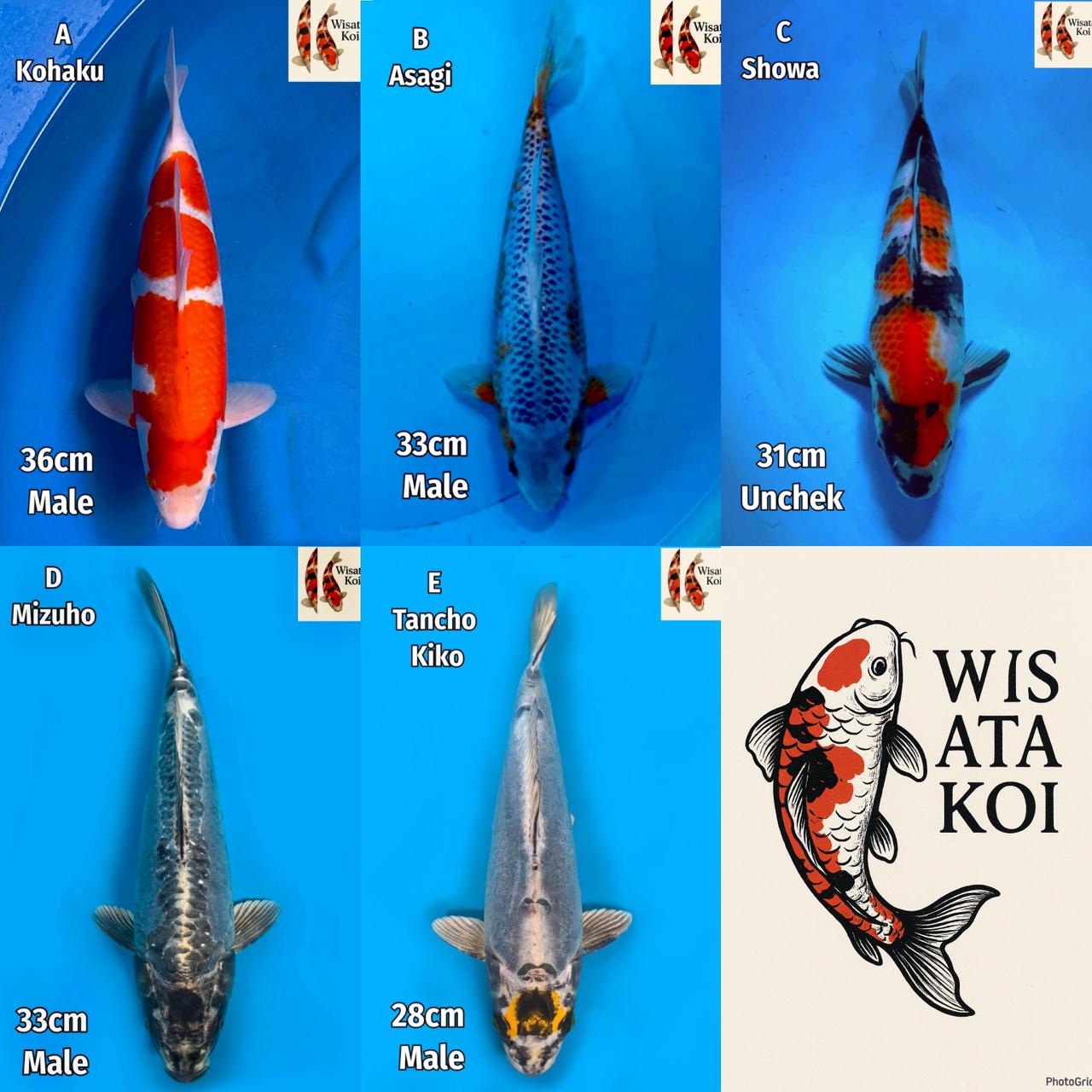Lelang Koi Online, Jual Beli Ikan Koi, Pasar Koi Terbaik, Agen Lelang Koi, Penawaran Koi Berkualitas, Harga Jual Koi, Lelang Ikan Koi Import, Beli Koi Online, Jual Koi Murah, Koi Showroom, Penjual Koi Terpercaya, Lelang Koi Jakarta, Jual Koi Lokal, Koi Kualitas Unggul, Harga Terbaik Koi, Jual Koi Indukan, Lelang Ikan Hias Koi, Pasar Koi Indonesia, Beli Koi Berkualitas Tinggi, Koi Farm Terbesar, Jual Beli Koi Impor, Lelang Ikan Koi Kualitas Premium, Daftar Harga Koi Terbaru, Pusat Jual Beli Koi, Info Lelang Koi Hari Ini.