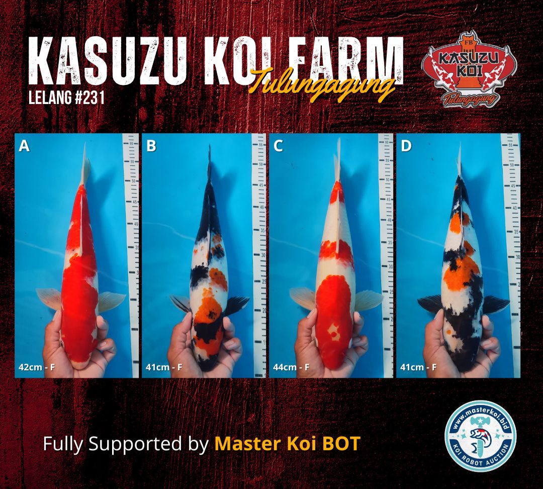 Lelang Koi Online, Jual Beli Ikan Koi, Pasar Koi Terbaik, Agen Lelang Koi, Penawaran Koi Berkualitas, Harga Jual Koi, Lelang Ikan Koi Import, Beli Koi Online, Jual Koi Murah, Koi Showroom, Penjual Koi Terpercaya, Lelang Koi Jakarta, Jual Koi Lokal, Koi Kualitas Unggul, Harga Terbaik Koi, Jual Koi Indukan, Lelang Ikan Hias Koi, Pasar Koi Indonesia, Beli Koi Berkualitas Tinggi, Koi Farm Terbesar, Jual Beli Koi Impor, Lelang Ikan Koi Kualitas Premium, Daftar Harga Koi Terbaru, Pusat Jual Beli Koi, Info Lelang Koi Hari Ini.