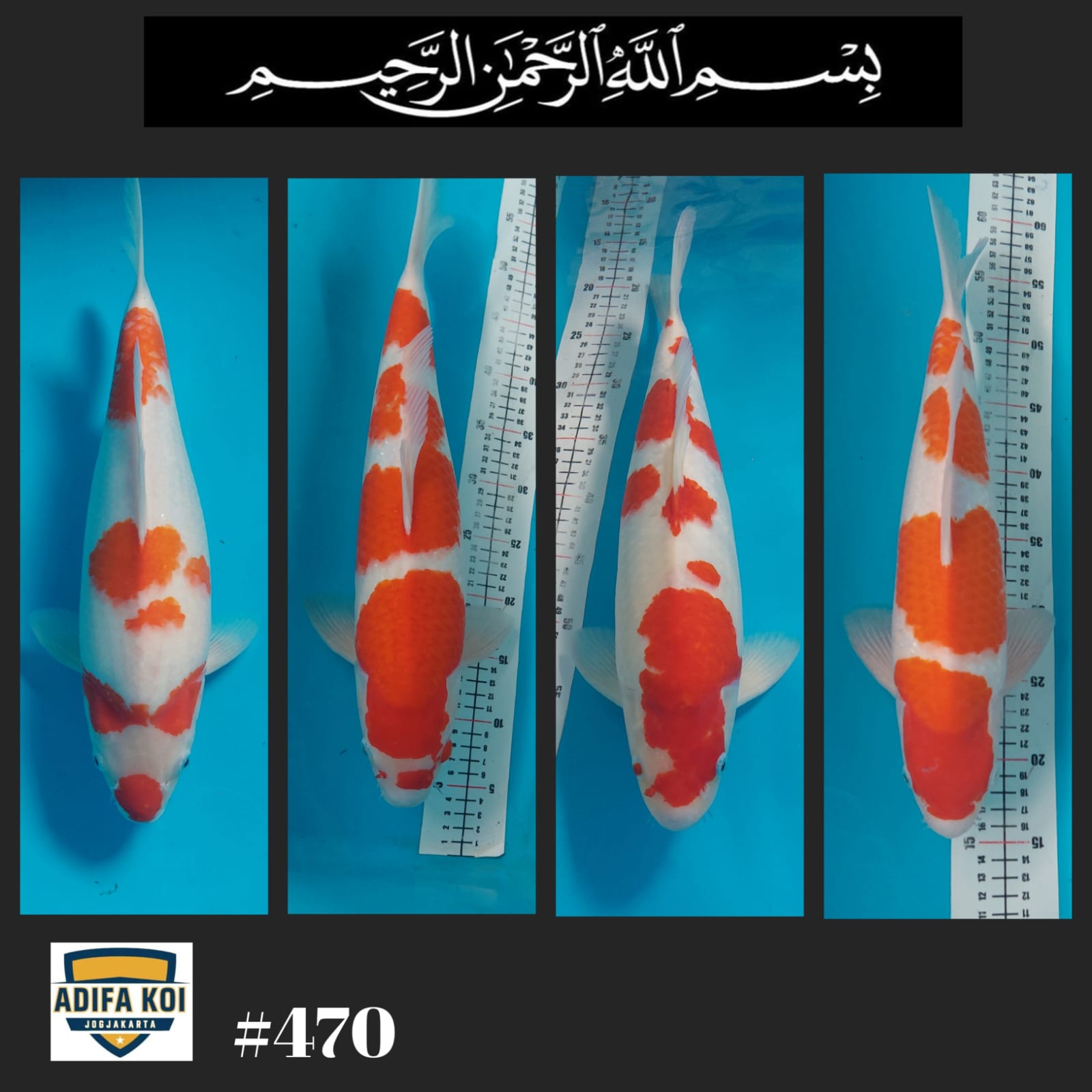 Lelang Koi Online, Jual Beli Ikan Koi, Pasar Koi Terbaik, Agen Lelang Koi, Penawaran Koi Berkualitas, Harga Jual Koi, Lelang Ikan Koi Import, Beli Koi Online, Jual Koi Murah, Koi Showroom, Penjual Koi Terpercaya, Lelang Koi Jakarta, Jual Koi Lokal, Koi Kualitas Unggul, Harga Terbaik Koi, Jual Koi Indukan, Lelang Ikan Hias Koi, Pasar Koi Indonesia, Beli Koi Berkualitas Tinggi, Koi Farm Terbesar, Jual Beli Koi Impor, Lelang Ikan Koi Kualitas Premium, Daftar Harga Koi Terbaru, Pusat Jual Beli Koi, Info Lelang Koi Hari Ini.