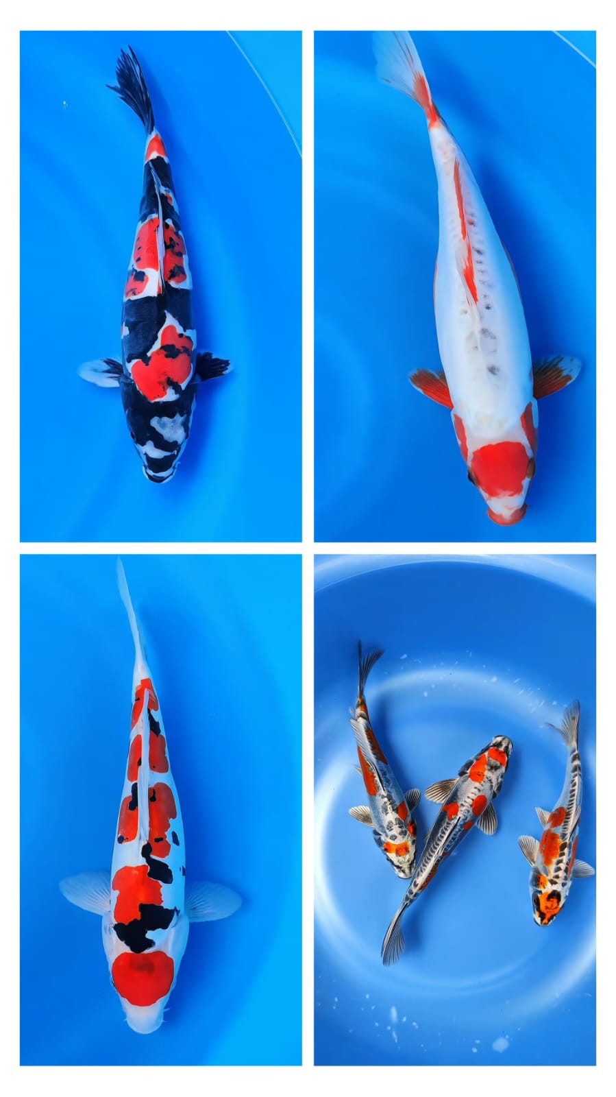 Lelang Koi Online, Jual Beli Ikan Koi, Pasar Koi Terbaik, Agen Lelang Koi, Penawaran Koi Berkualitas, Harga Jual Koi, Lelang Ikan Koi Import, Beli Koi Online, Jual Koi Murah, Koi Showroom, Penjual Koi Terpercaya, Lelang Koi Jakarta, Jual Koi Lokal, Koi Kualitas Unggul, Harga Terbaik Koi, Jual Koi Indukan, Lelang Ikan Hias Koi, Pasar Koi Indonesia, Beli Koi Berkualitas Tinggi, Koi Farm Terbesar, Jual Beli Koi Impor, Lelang Ikan Koi Kualitas Premium, Daftar Harga Koi Terbaru, Pusat Jual Beli Koi, Info Lelang Koi Hari Ini.