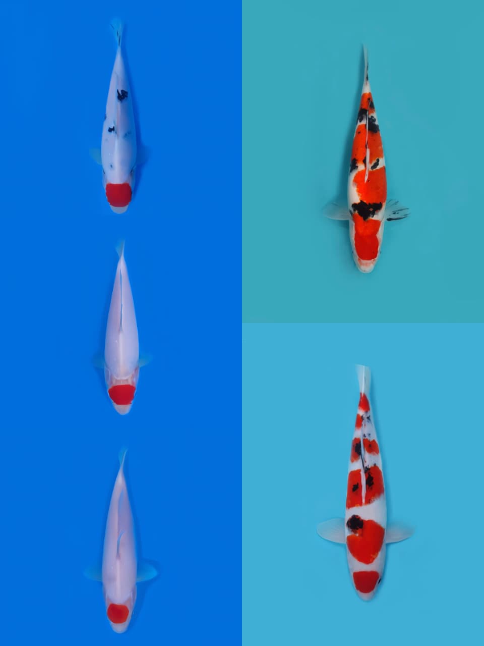 Lelang Koi Online, Jual Beli Ikan Koi, Pasar Koi Terbaik, Agen Lelang Koi, Penawaran Koi Berkualitas, Harga Jual Koi, Lelang Ikan Koi Import, Beli Koi Online, Jual Koi Murah, Koi Showroom, Penjual Koi Terpercaya, Lelang Koi Jakarta, Jual Koi Lokal, Koi Kualitas Unggul, Harga Terbaik Koi, Jual Koi Indukan, Lelang Ikan Hias Koi, Pasar Koi Indonesia, Beli Koi Berkualitas Tinggi, Koi Farm Terbesar, Jual Beli Koi Impor, Lelang Ikan Koi Kualitas Premium, Daftar Harga Koi Terbaru, Pusat Jual Beli Koi, Info Lelang Koi Hari Ini.