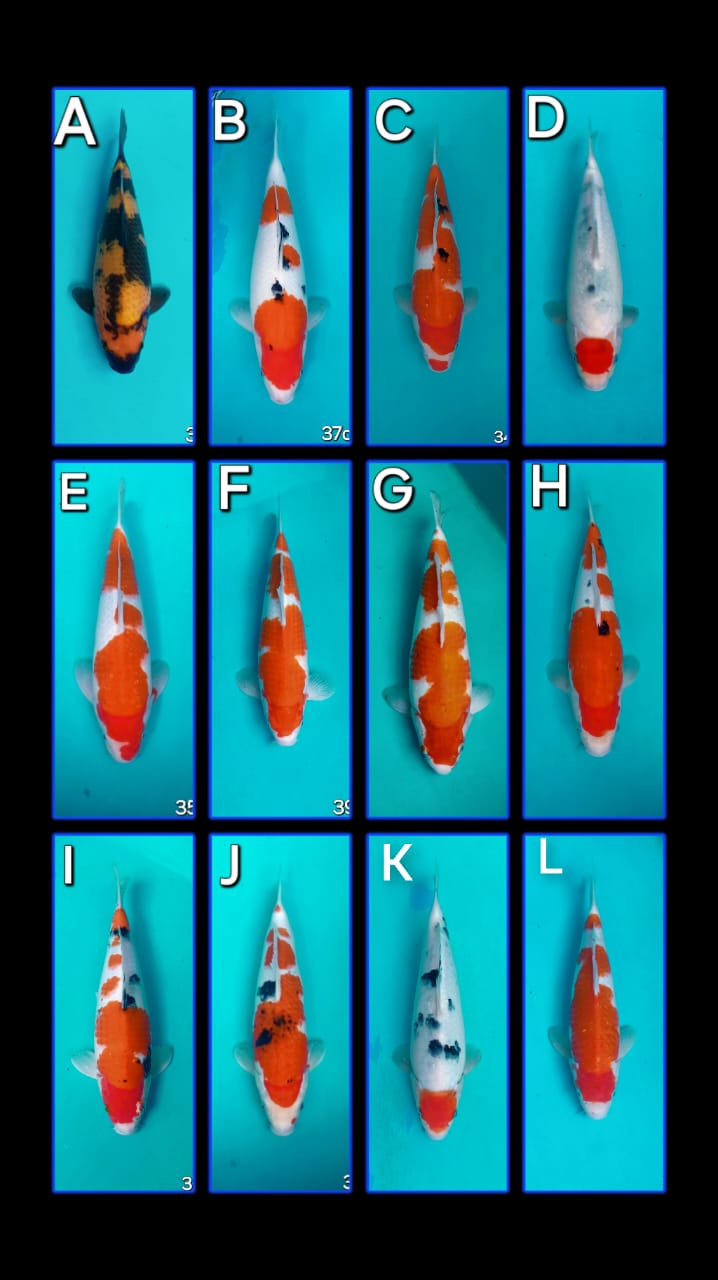 Lelang Koi Online, Jual Beli Ikan Koi, Pasar Koi Terbaik, Agen Lelang Koi, Penawaran Koi Berkualitas, Harga Jual Koi, Lelang Ikan Koi Import, Beli Koi Online, Jual Koi Murah, Koi Showroom, Penjual Koi Terpercaya, Lelang Koi Jakarta, Jual Koi Lokal, Koi Kualitas Unggul, Harga Terbaik Koi, Jual Koi Indukan, Lelang Ikan Hias Koi, Pasar Koi Indonesia, Beli Koi Berkualitas Tinggi, Koi Farm Terbesar, Jual Beli Koi Impor, Lelang Ikan Koi Kualitas Premium, Daftar Harga Koi Terbaru, Pusat Jual Beli Koi, Info Lelang Koi Hari Ini.