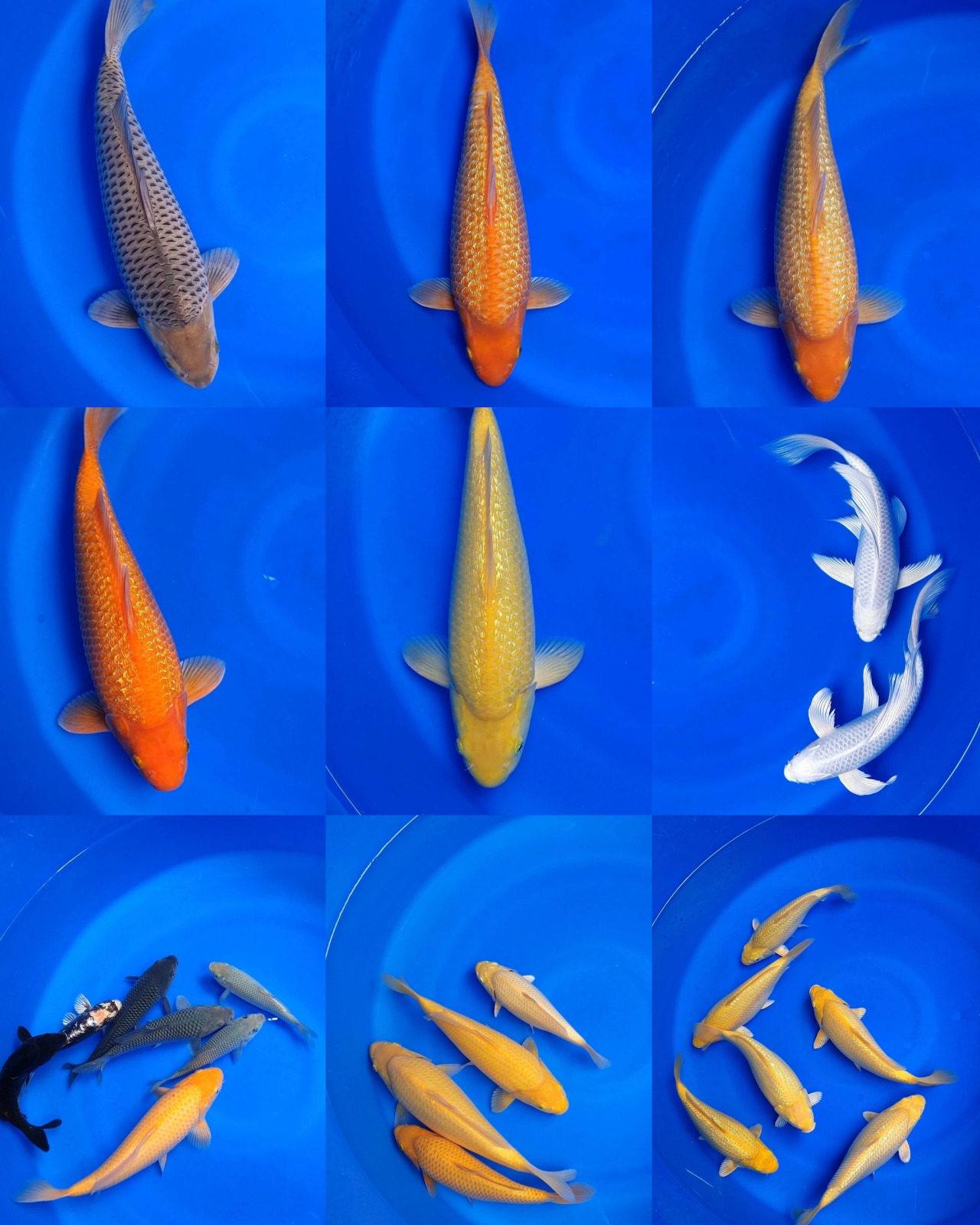 Lelang Koi Online, Jual Beli Ikan Koi, Pasar Koi Terbaik, Agen Lelang Koi, Penawaran Koi Berkualitas, Harga Jual Koi, Lelang Ikan Koi Import, Beli Koi Online, Jual Koi Murah, Koi Showroom, Penjual Koi Terpercaya, Lelang Koi Jakarta, Jual Koi Lokal, Koi Kualitas Unggul, Harga Terbaik Koi, Jual Koi Indukan, Lelang Ikan Hias Koi, Pasar Koi Indonesia, Beli Koi Berkualitas Tinggi, Koi Farm Terbesar, Jual Beli Koi Impor, Lelang Ikan Koi Kualitas Premium, Daftar Harga Koi Terbaru, Pusat Jual Beli Koi, Info Lelang Koi Hari Ini.