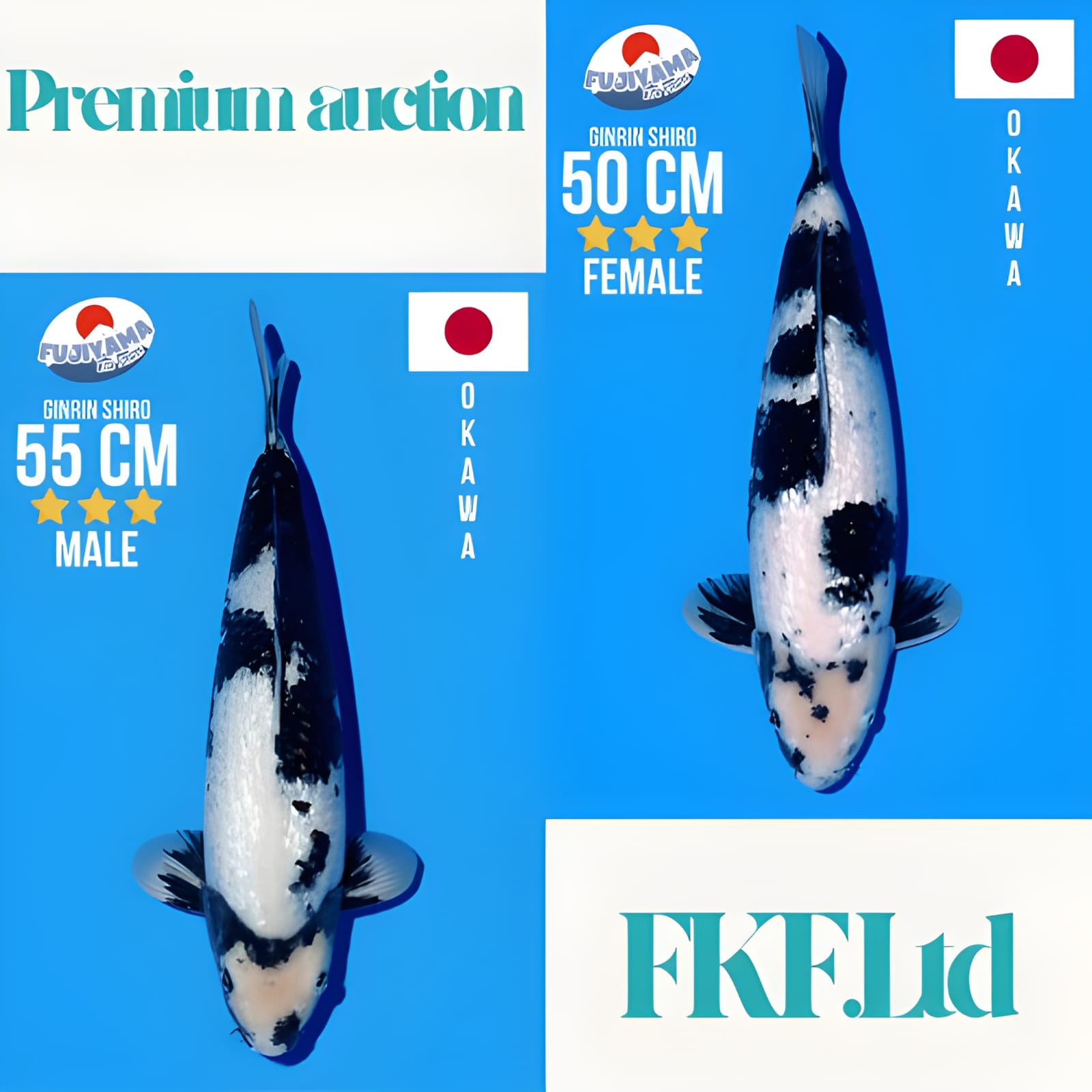 Lelang Koi Online, Jual Beli Ikan Koi, Pasar Koi Terbaik, Agen Lelang Koi, Penawaran Koi Berkualitas, Harga Jual Koi, Lelang Ikan Koi Import, Beli Koi Online, Jual Koi Murah, Koi Showroom, Penjual Koi Terpercaya, Lelang Koi Jakarta, Jual Koi Lokal, Koi Kualitas Unggul, Harga Terbaik Koi, Jual Koi Indukan, Lelang Ikan Hias Koi, Pasar Koi Indonesia, Beli Koi Berkualitas Tinggi, Koi Farm Terbesar, Jual Beli Koi Impor, Lelang Ikan Koi Kualitas Premium, Daftar Harga Koi Terbaru, Pusat Jual Beli Koi, Info Lelang Koi Hari Ini.