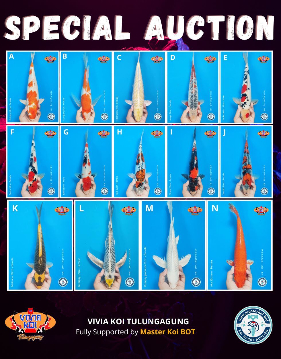 Lelang Koi Online, Jual Beli Ikan Koi, Pasar Koi Terbaik, Agen Lelang Koi, Penawaran Koi Berkualitas, Harga Jual Koi, Lelang Ikan Koi Import, Beli Koi Online, Jual Koi Murah, Koi Showroom, Penjual Koi Terpercaya, Lelang Koi Jakarta, Jual Koi Lokal, Koi Kualitas Unggul, Harga Terbaik Koi, Jual Koi Indukan, Lelang Ikan Hias Koi, Pasar Koi Indonesia, Beli Koi Berkualitas Tinggi, Koi Farm Terbesar, Jual Beli Koi Impor, Lelang Ikan Koi Kualitas Premium, Daftar Harga Koi Terbaru, Pusat Jual Beli Koi, Info Lelang Koi Hari Ini.