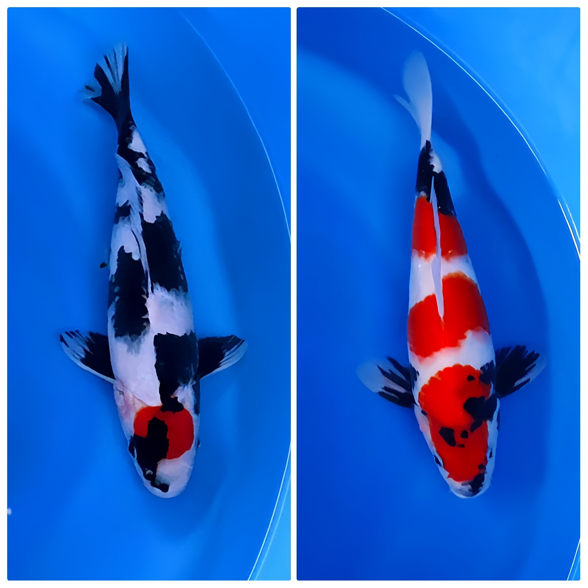 Lelang Koi Online, Jual Beli Ikan Koi, Pasar Koi Terbaik, Agen Lelang Koi, Penawaran Koi Berkualitas, Harga Jual Koi, Lelang Ikan Koi Import, Beli Koi Online, Jual Koi Murah, Koi Showroom, Penjual Koi Terpercaya, Lelang Koi Jakarta, Jual Koi Lokal, Koi Kualitas Unggul, Harga Terbaik Koi, Jual Koi Indukan, Lelang Ikan Hias Koi, Pasar Koi Indonesia, Beli Koi Berkualitas Tinggi, Koi Farm Terbesar, Jual Beli Koi Impor, Lelang Ikan Koi Kualitas Premium, Daftar Harga Koi Terbaru, Pusat Jual Beli Koi, Info Lelang Koi Hari Ini.