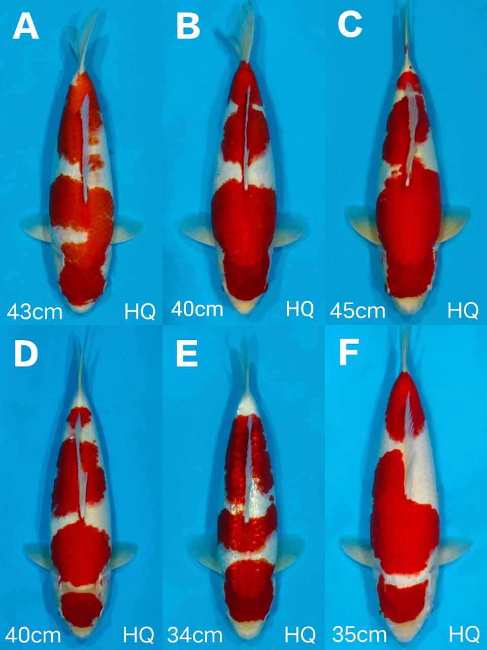 Lelang Koi Online, Jual Beli Ikan Koi, Pasar Koi Terbaik, Agen Lelang Koi, Penawaran Koi Berkualitas, Harga Jual Koi, Lelang Ikan Koi Import, Beli Koi Online, Jual Koi Murah, Koi Showroom, Penjual Koi Terpercaya, Lelang Koi Jakarta, Jual Koi Lokal, Koi Kualitas Unggul, Harga Terbaik Koi, Jual Koi Indukan, Lelang Ikan Hias Koi, Pasar Koi Indonesia, Beli Koi Berkualitas Tinggi, Koi Farm Terbesar, Jual Beli Koi Impor, Lelang Ikan Koi Kualitas Premium, Daftar Harga Koi Terbaru, Pusat Jual Beli Koi, Info Lelang Koi Hari Ini.