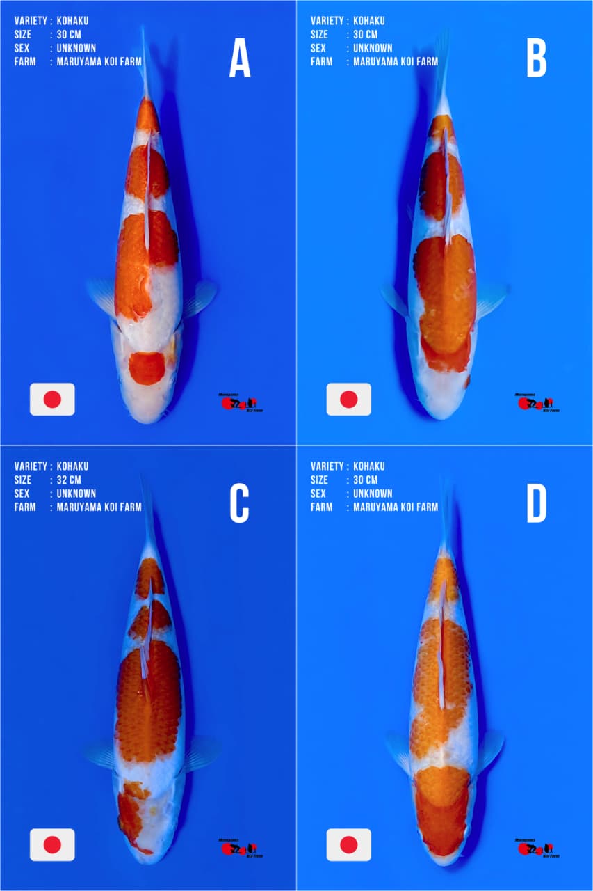 Lelang Koi Online, Jual Beli Ikan Koi, Pasar Koi Terbaik, Agen Lelang Koi, Penawaran Koi Berkualitas, Harga Jual Koi, Lelang Ikan Koi Import, Beli Koi Online, Jual Koi Murah, Koi Showroom, Penjual Koi Terpercaya, Lelang Koi Jakarta, Jual Koi Lokal, Koi Kualitas Unggul, Harga Terbaik Koi, Jual Koi Indukan, Lelang Ikan Hias Koi, Pasar Koi Indonesia, Beli Koi Berkualitas Tinggi, Koi Farm Terbesar, Jual Beli Koi Impor, Lelang Ikan Koi Kualitas Premium, Daftar Harga Koi Terbaru, Pusat Jual Beli Koi, Info Lelang Koi Hari Ini.