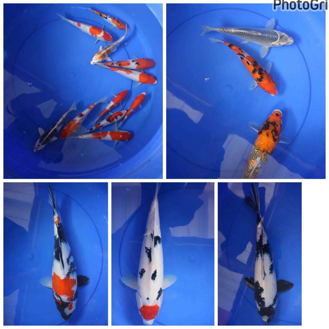 Lelang Koi Online, Jual Beli Ikan Koi, Pasar Koi Terbaik, Agen Lelang Koi, Penawaran Koi Berkualitas, Harga Jual Koi, Lelang Ikan Koi Import, Beli Koi Online, Jual Koi Murah, Koi Showroom, Penjual Koi Terpercaya, Lelang Koi Jakarta, Jual Koi Lokal, Koi Kualitas Unggul, Harga Terbaik Koi, Jual Koi Indukan, Lelang Ikan Hias Koi, Pasar Koi Indonesia, Beli Koi Berkualitas Tinggi, Koi Farm Terbesar, Jual Beli Koi Impor, Lelang Ikan Koi Kualitas Premium, Daftar Harga Koi Terbaru, Pusat Jual Beli Koi, Info Lelang Koi Hari Ini.